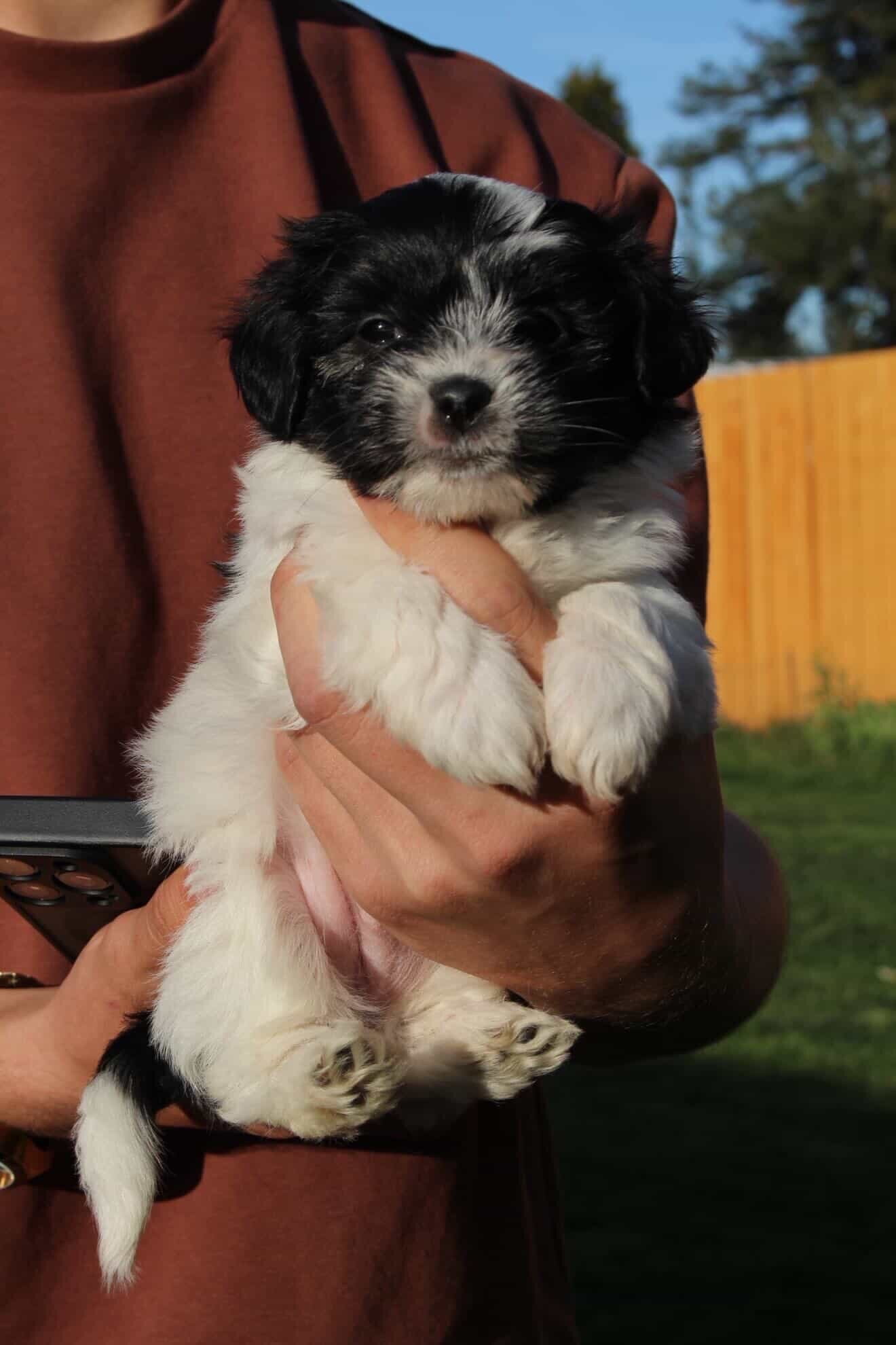 Cute puppies, image 2