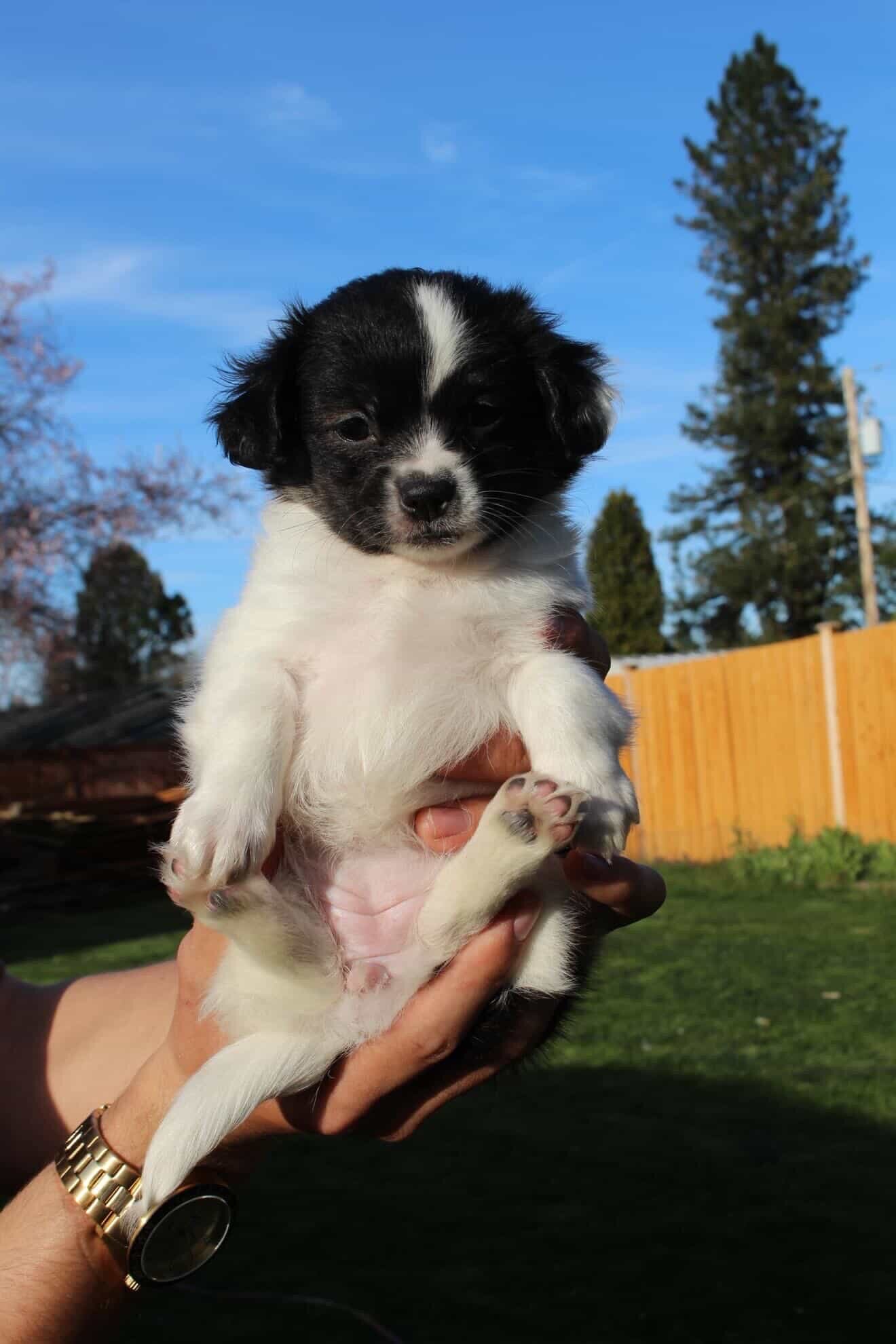 Cute puppies, image 1