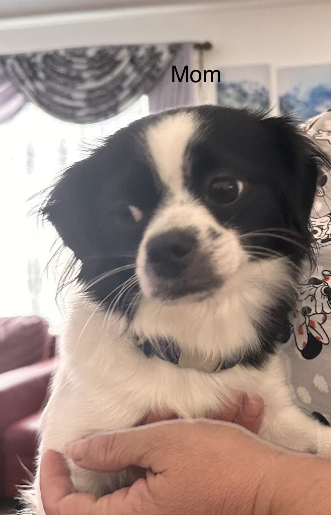 Cute puppies, image 4