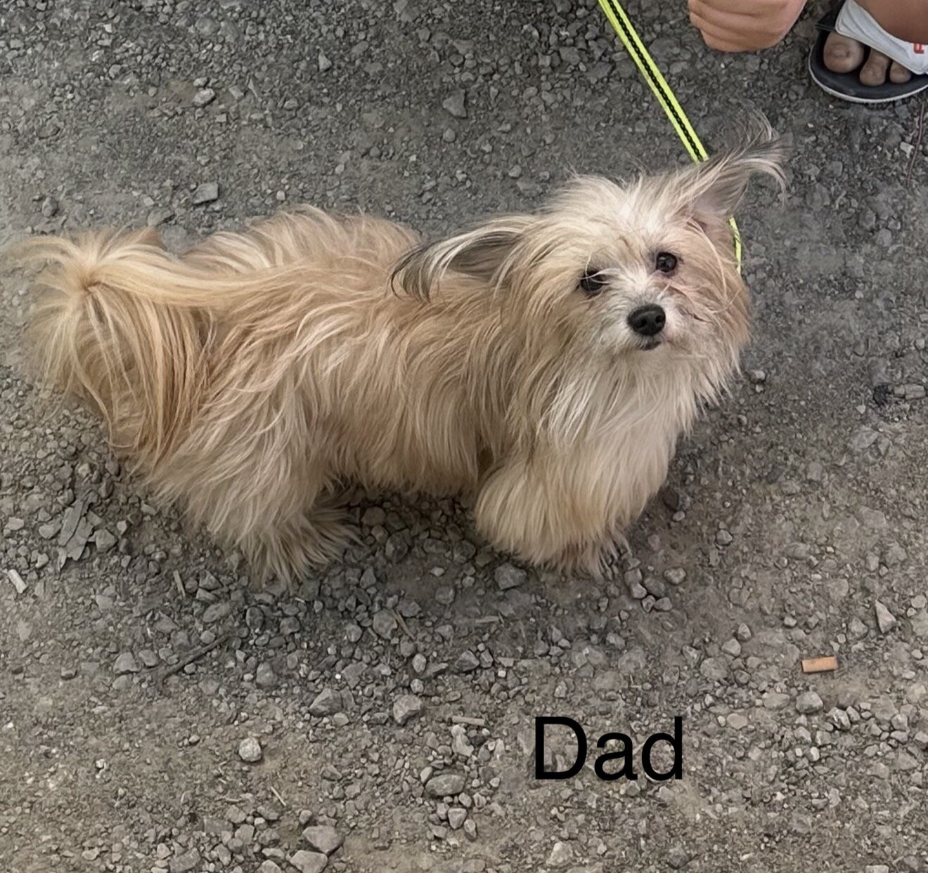 Cute puppies, image 3