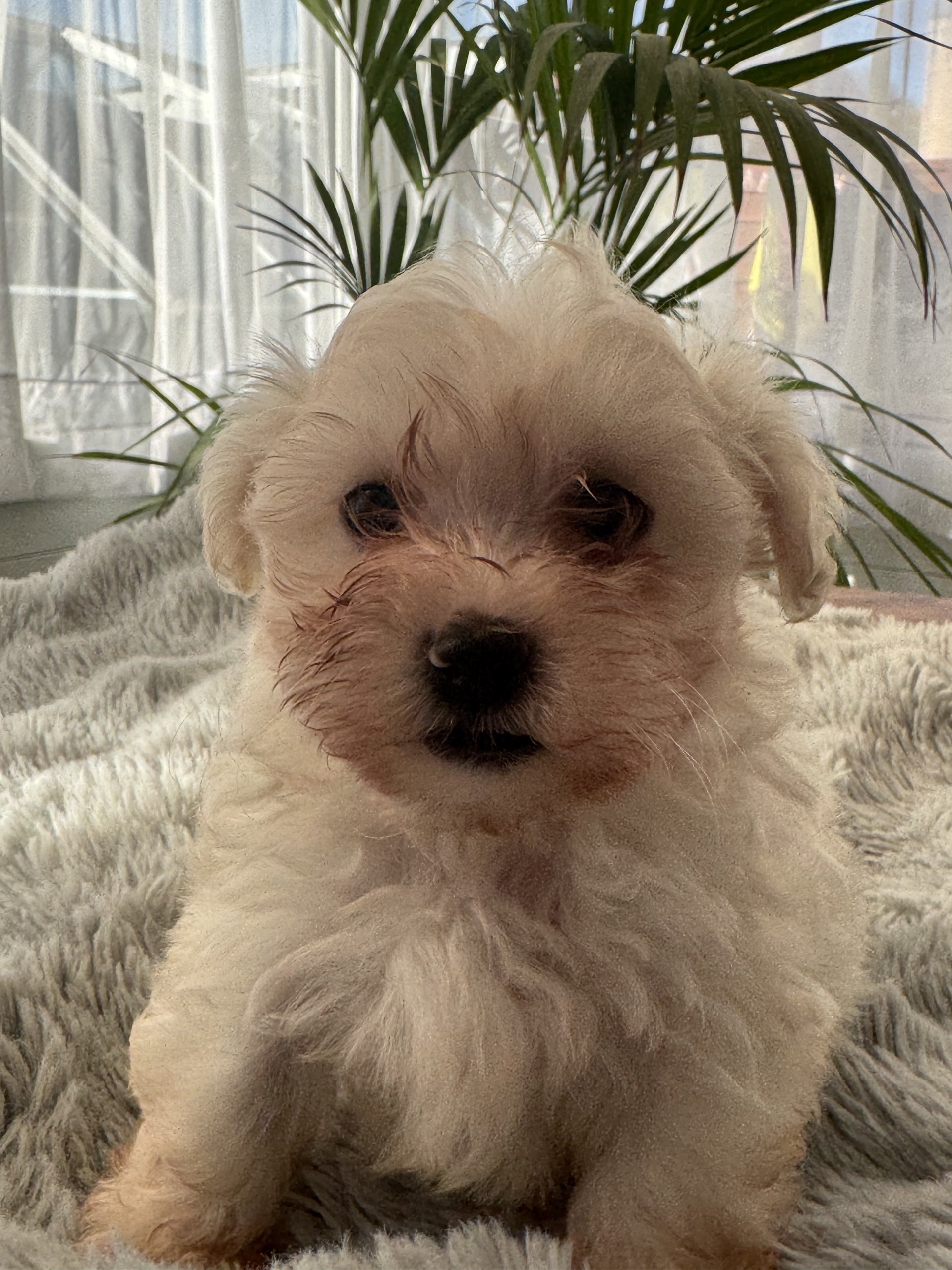 Maltese Puppies available image 1