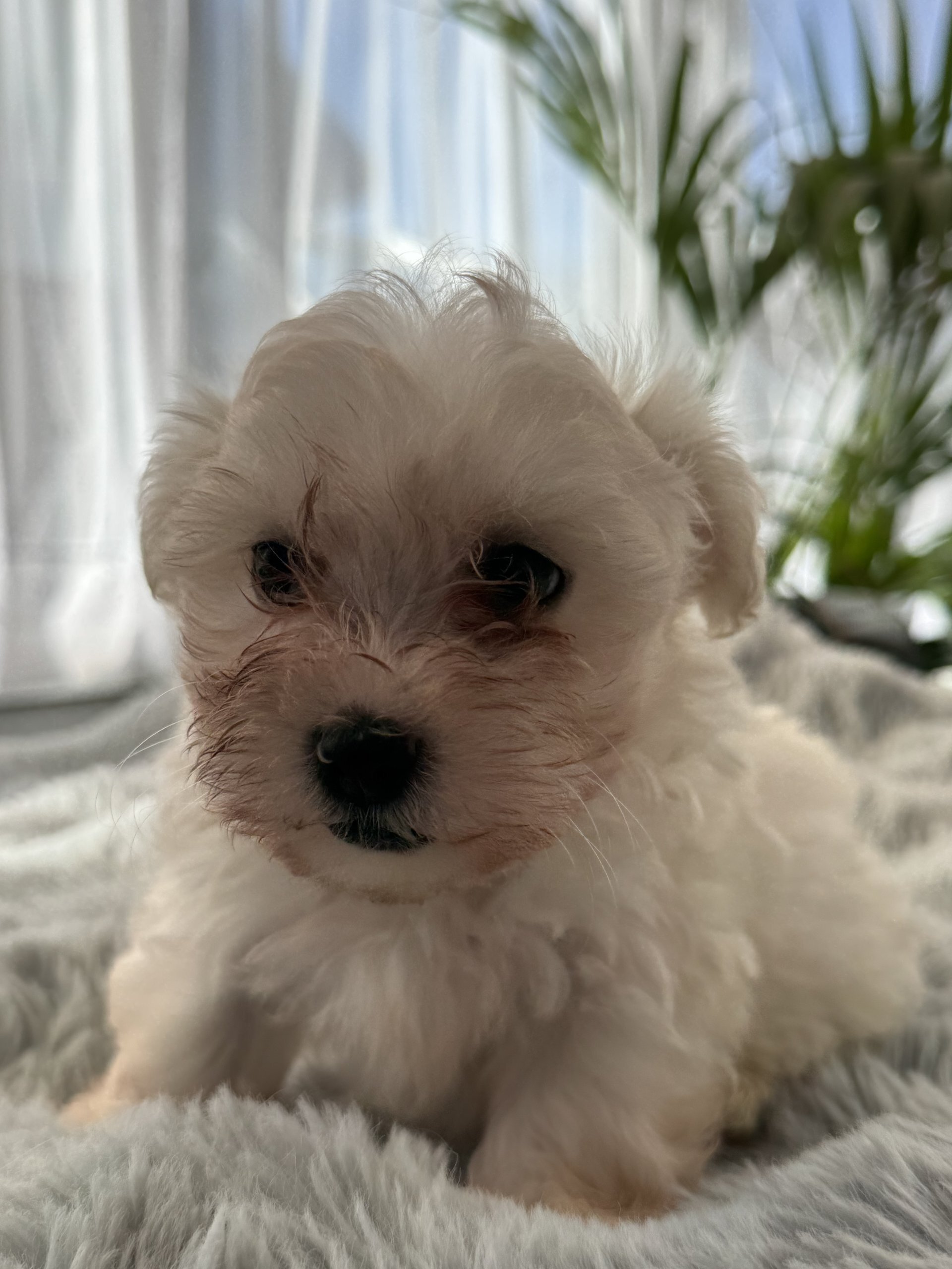 Maltese Puppies available image 2