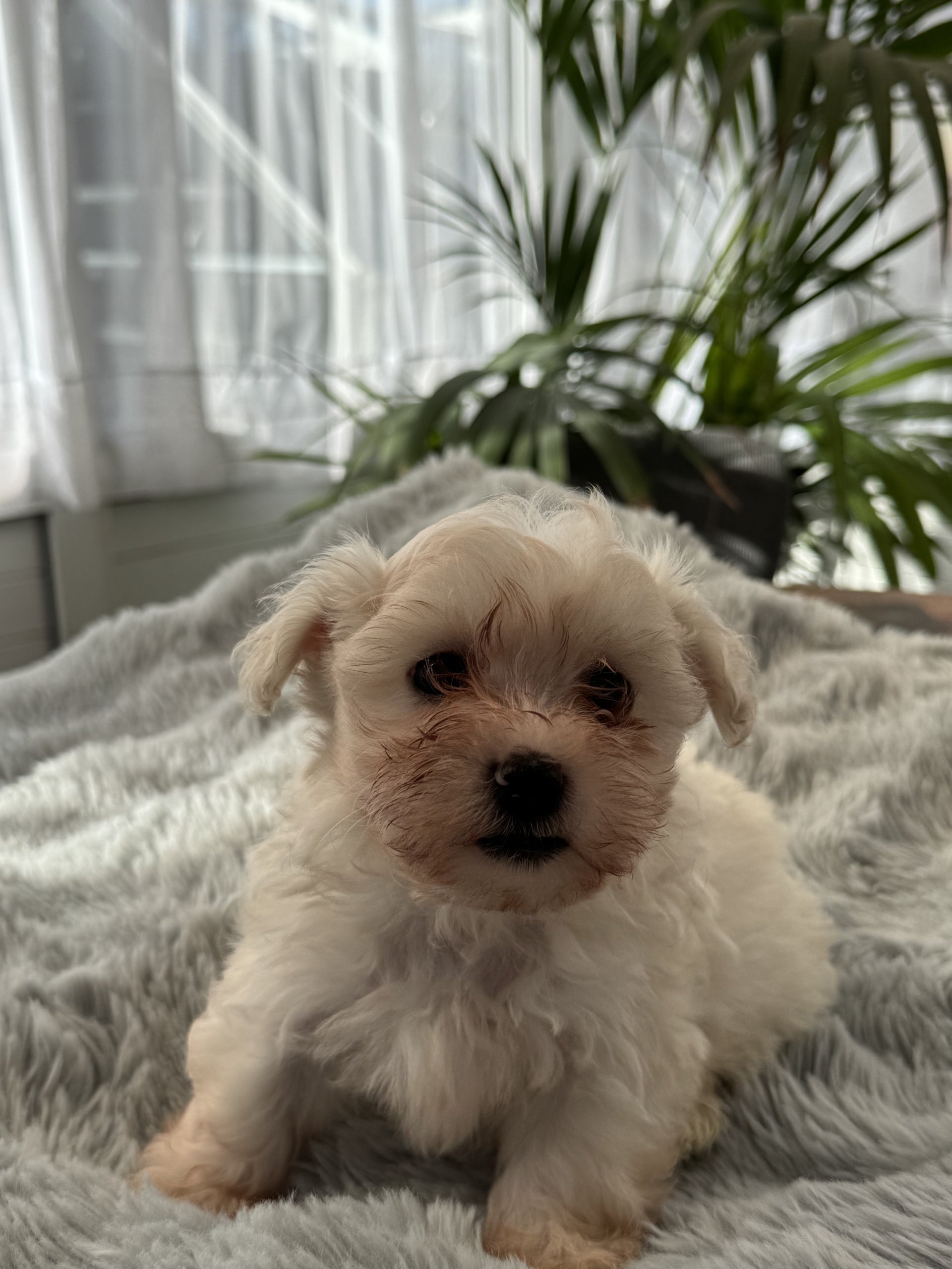Maltese Puppies available image 3