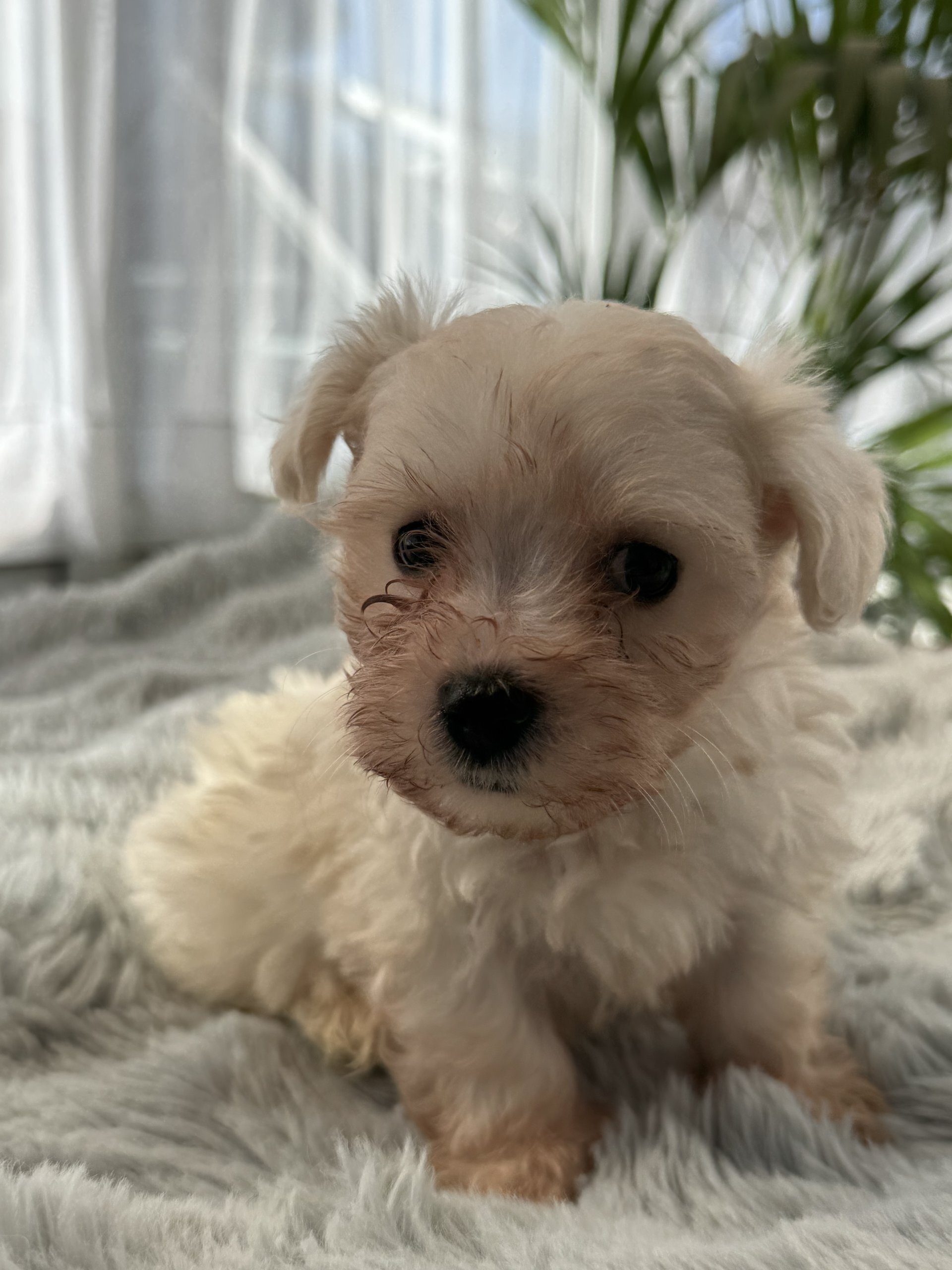 Maltese Puppies available image 4