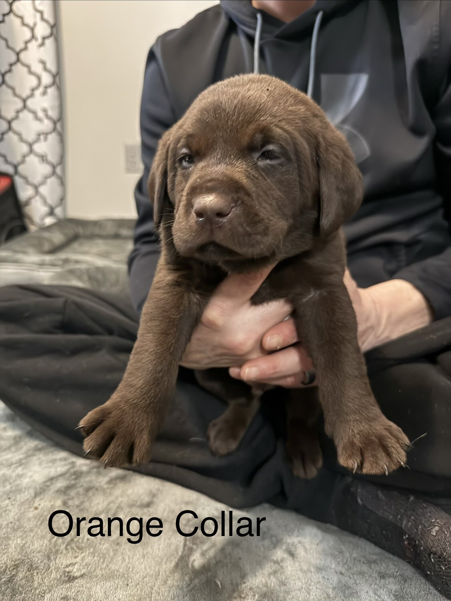 Lab puppies image 5