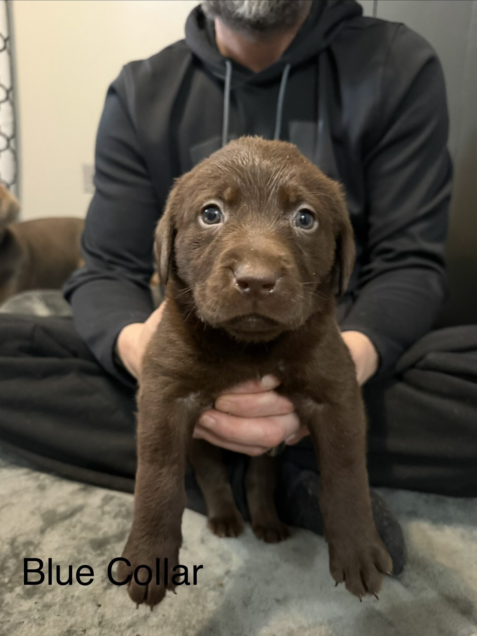 Lab puppies image 4