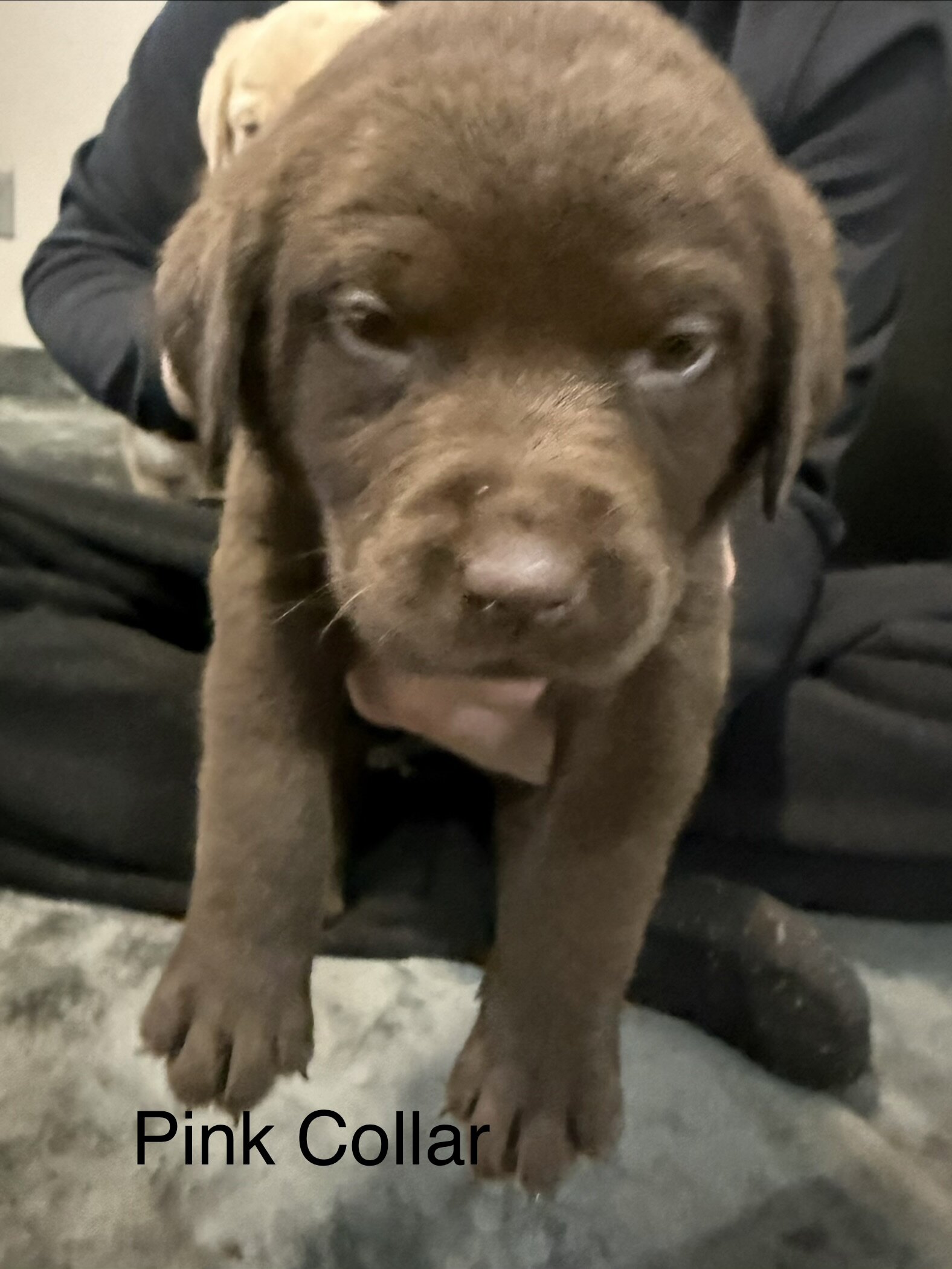 Lab puppies image 3