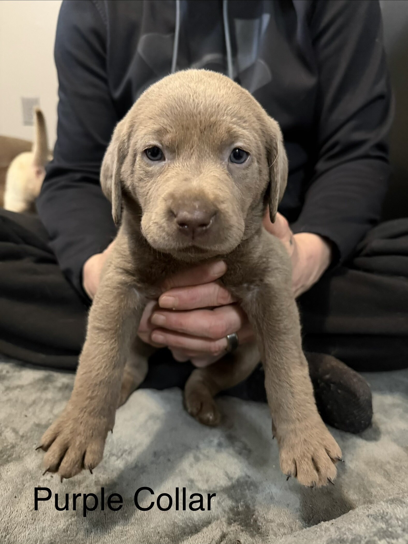 Lab puppies image 2