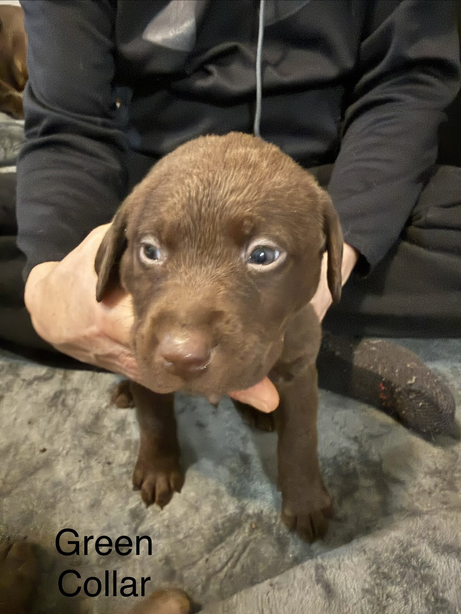 Lab puppies image 1