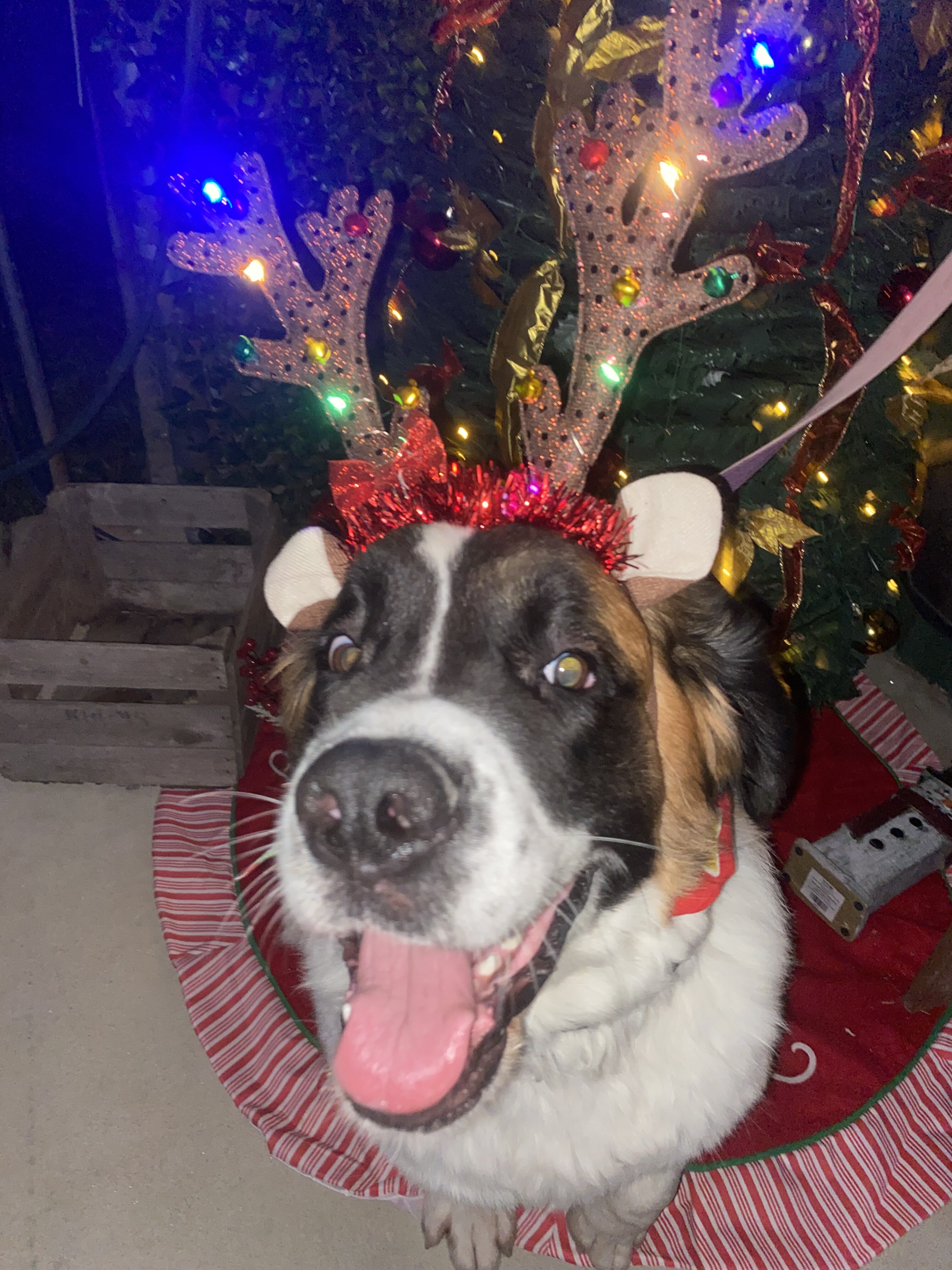 2 year old Saint bernsard image 1
