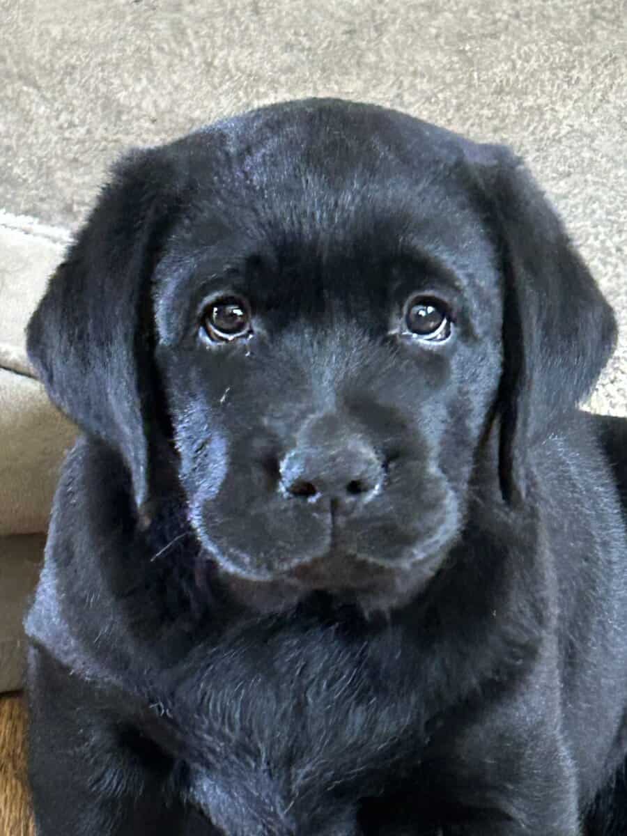 English style Labrador retrievers image 9