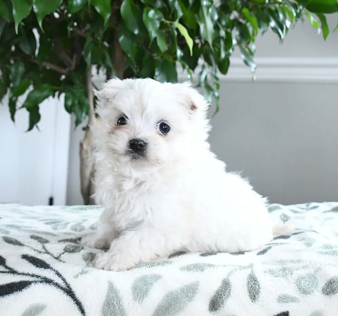Male Maltese Puppy image 4