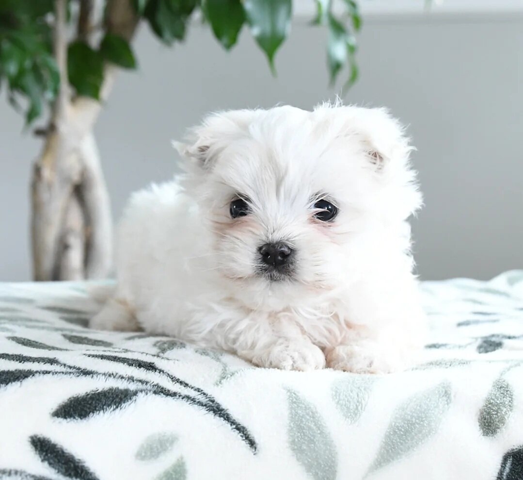 Male Maltese Puppy image 3