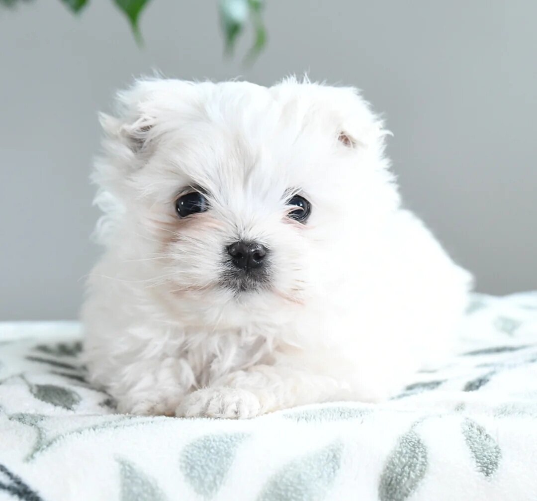 Male Maltese Puppy image 2
