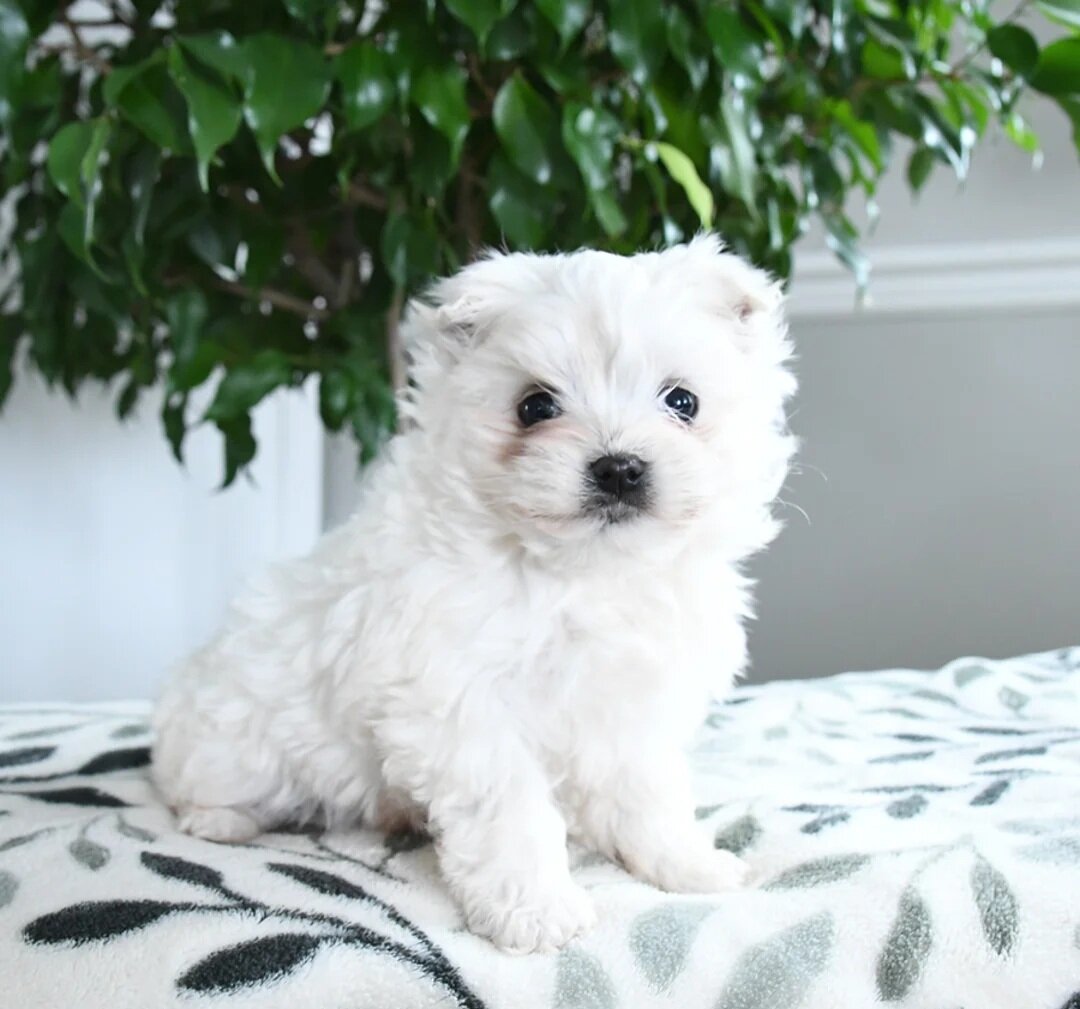 Male Maltese Puppy image 1