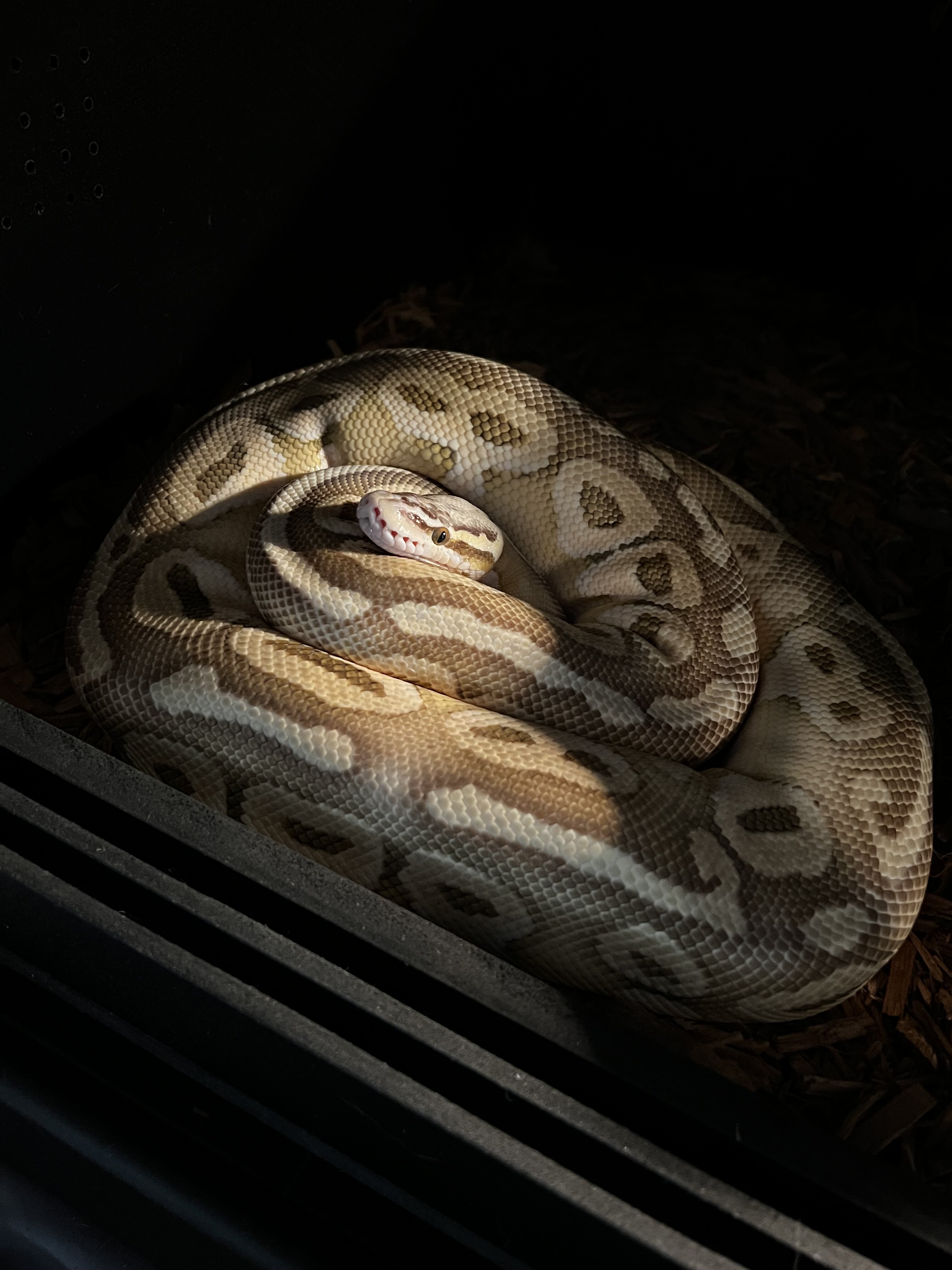 Ball Python image 1