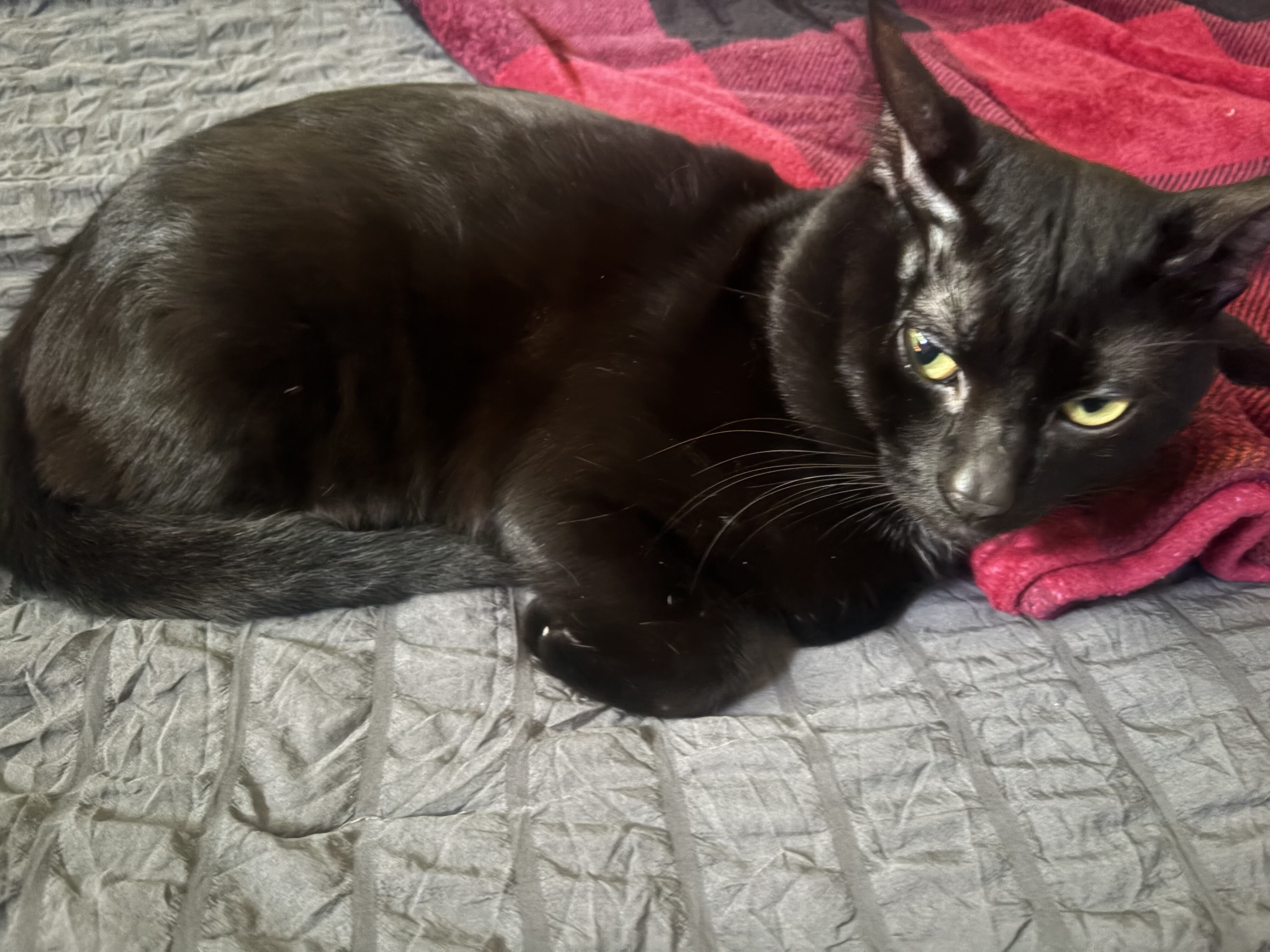 Cat image 1