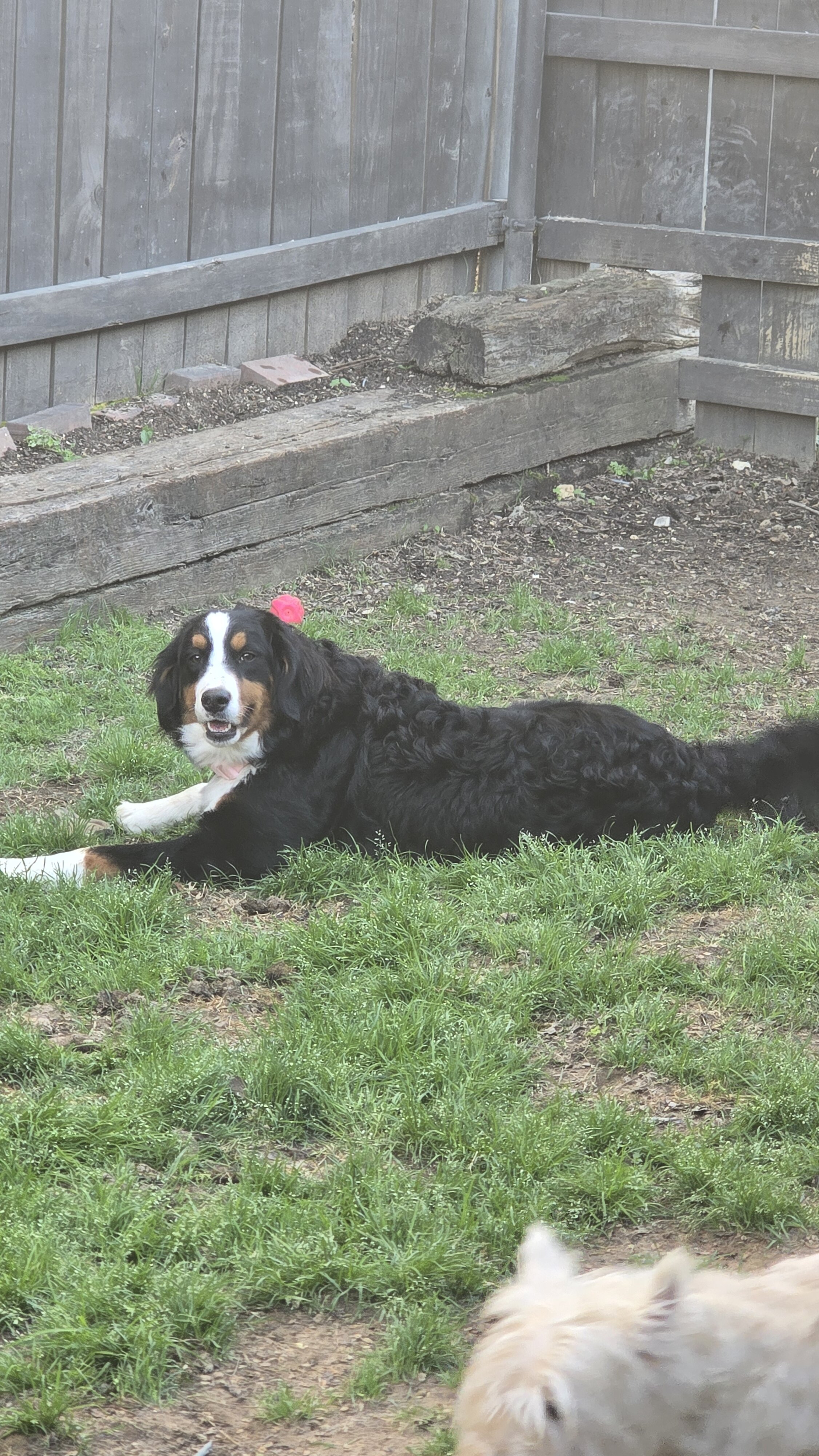 Bernese Mountain dog image 2