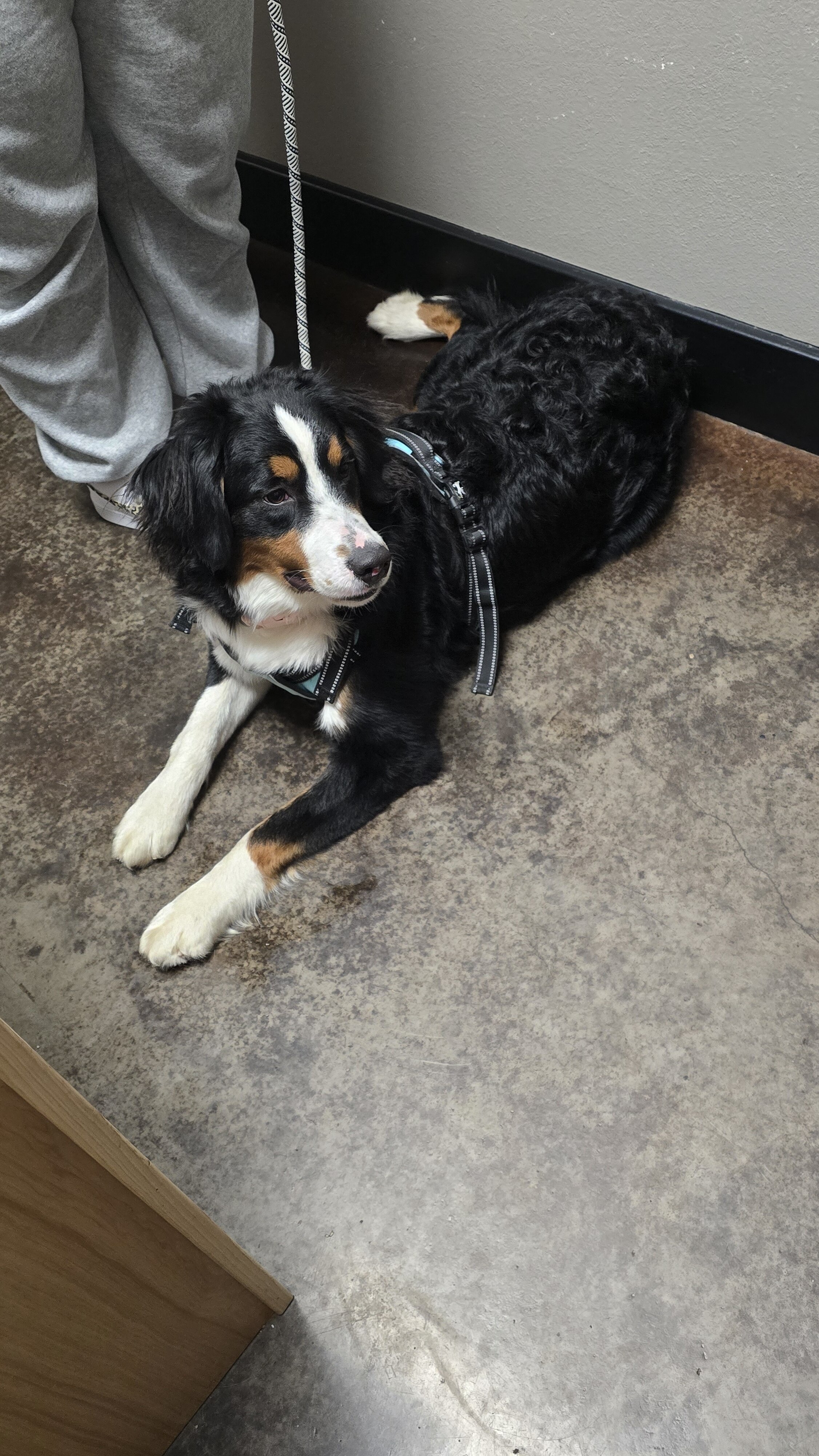 Bernese Mountain dog image 1