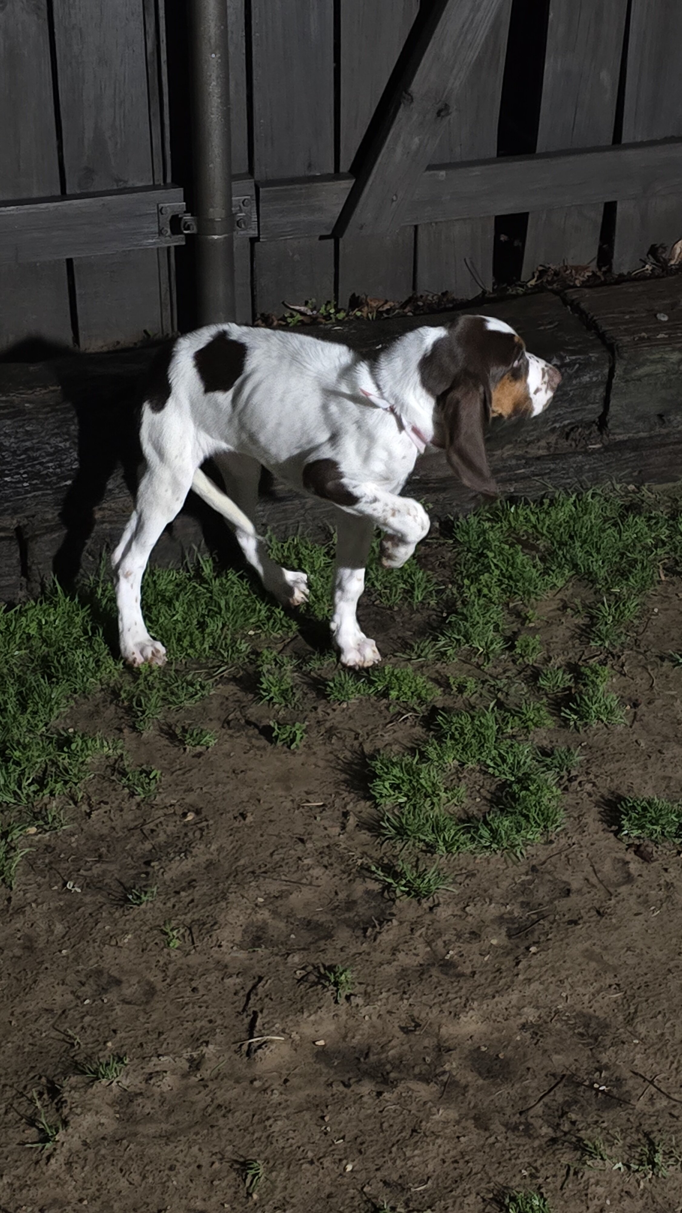 Bloodhound AKC cert. image 1