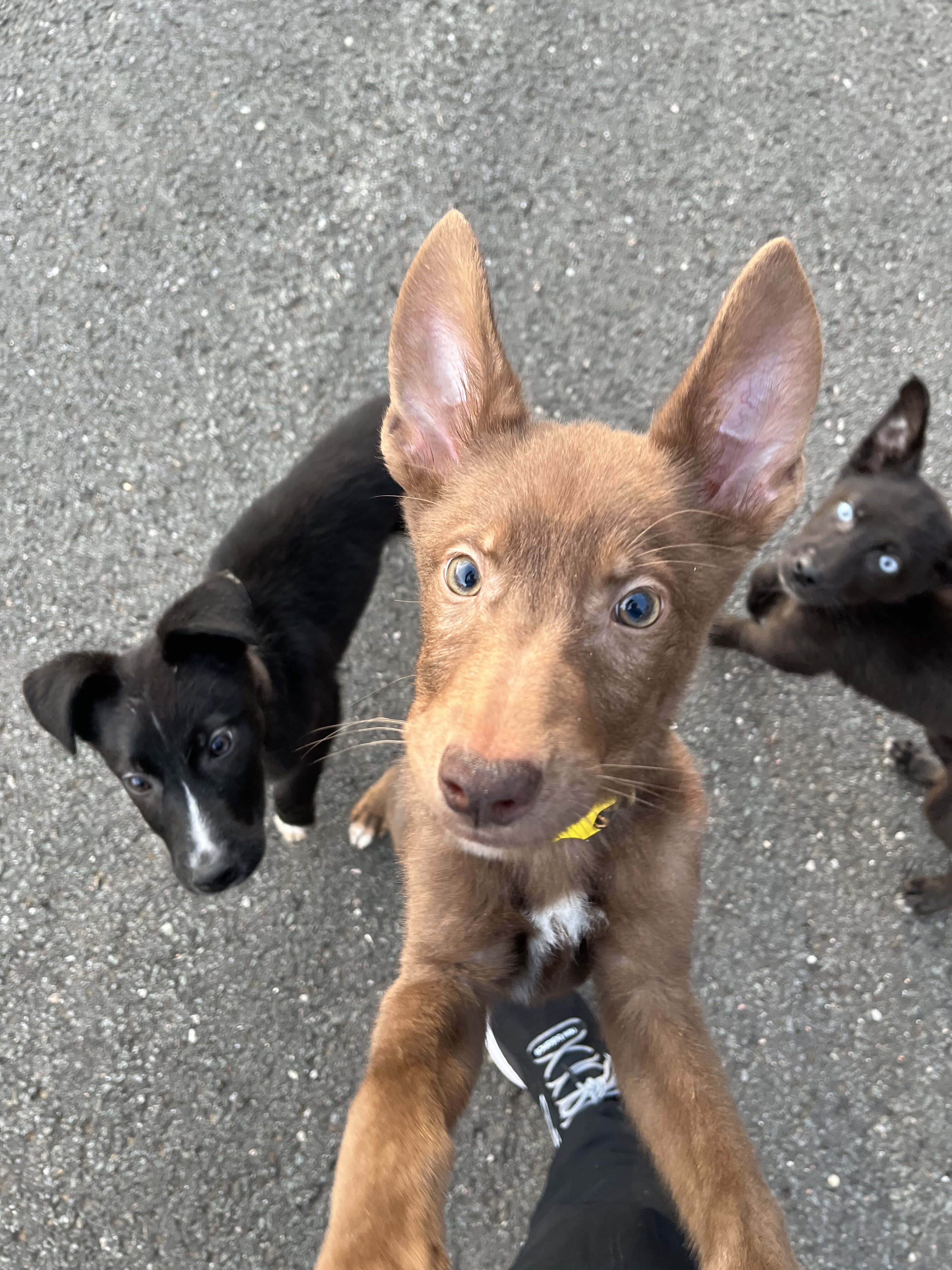 Shepsky puppies for sale image 7