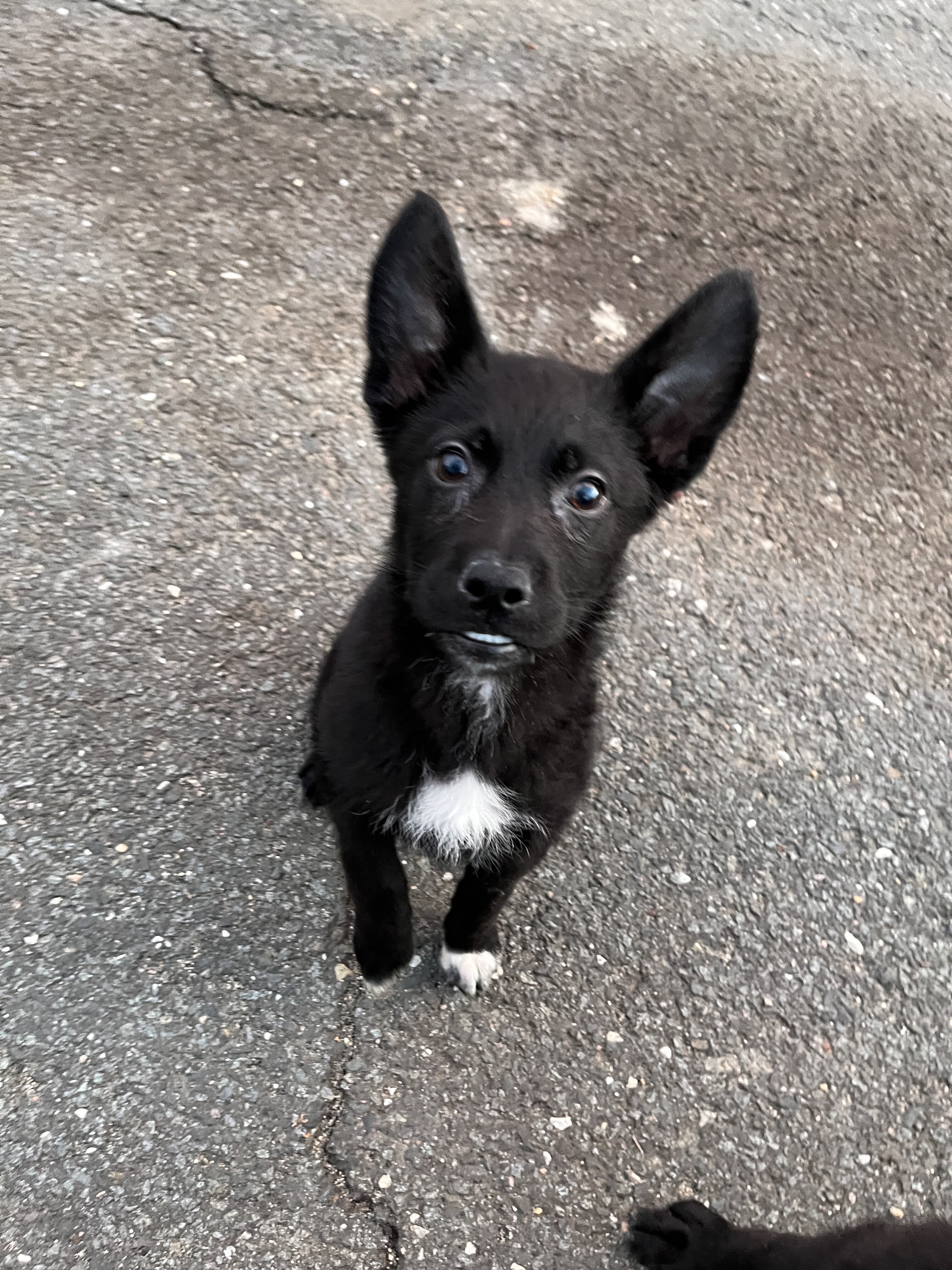 Shepsky puppies for sale image 6