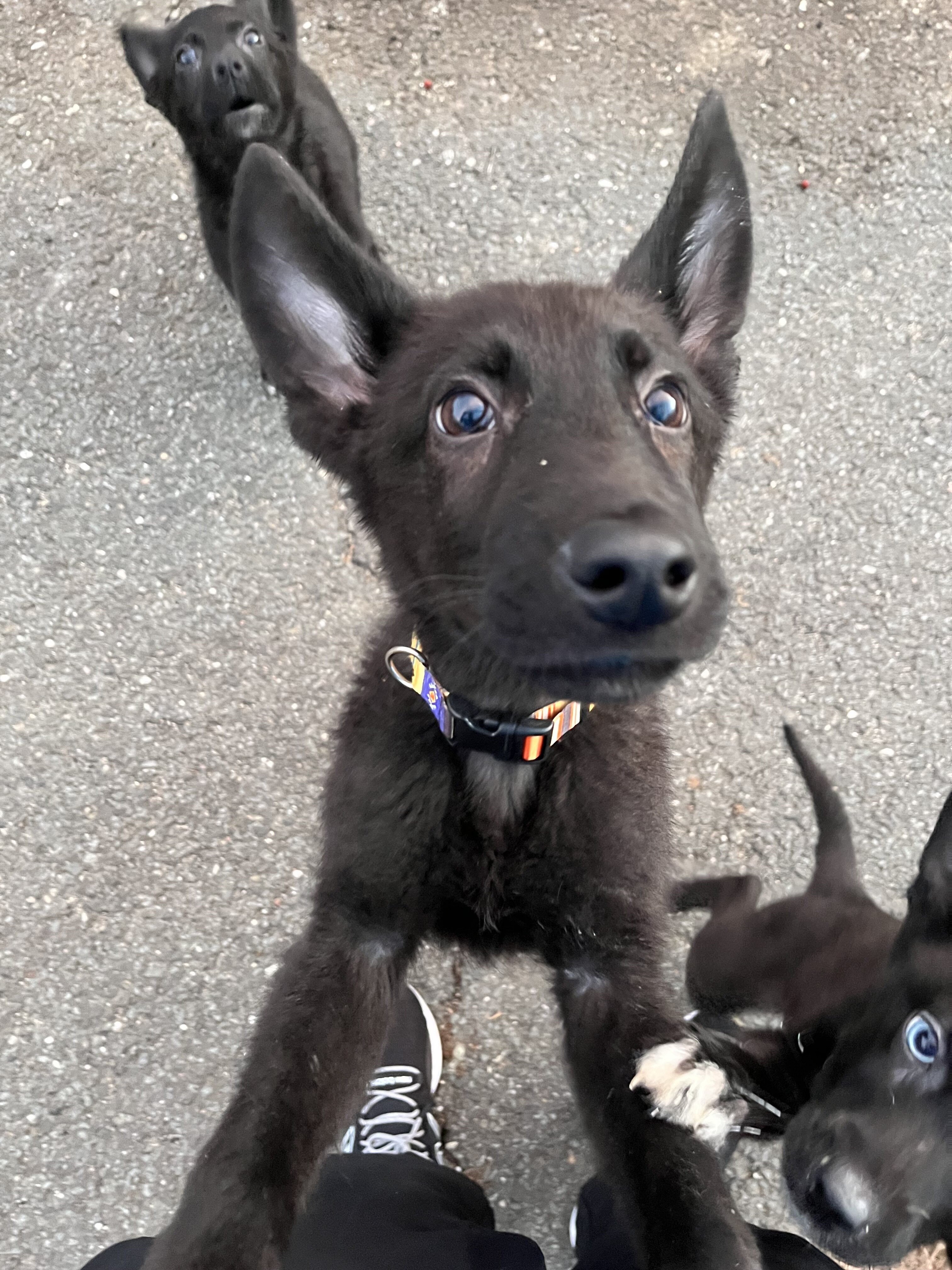 Shepsky puppies for sale image 5