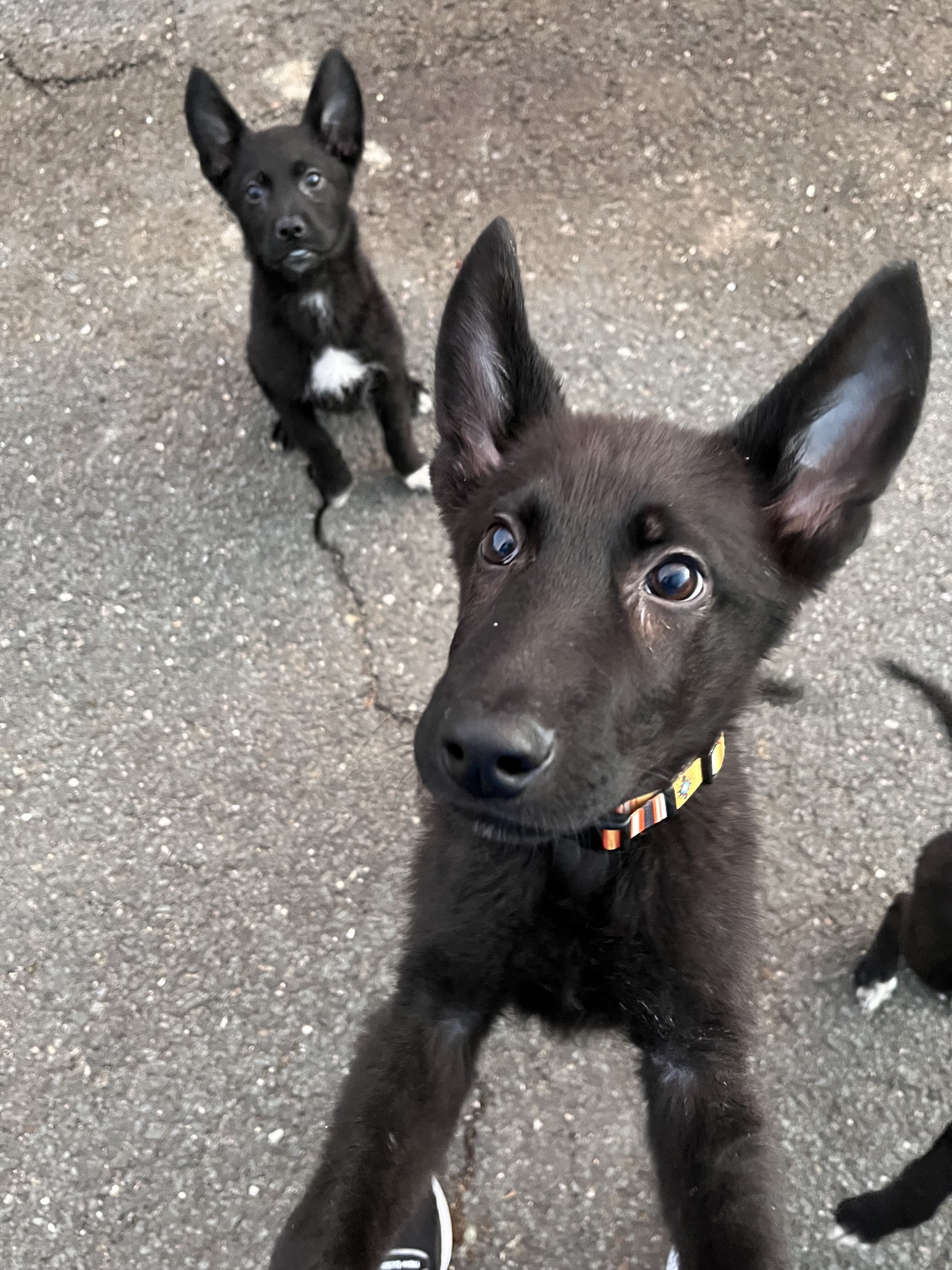 Shepsky puppies for sale image 4