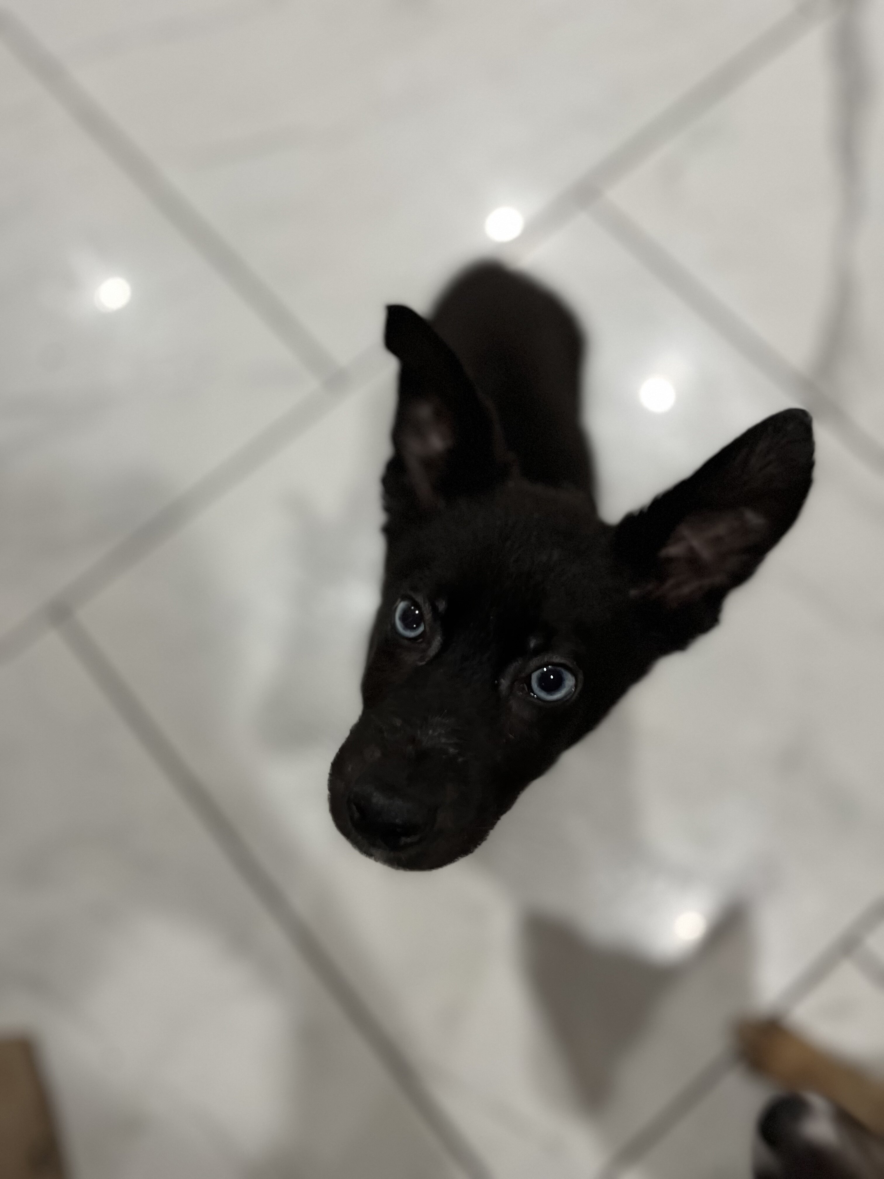 Shepsky puppies for sale image 2
