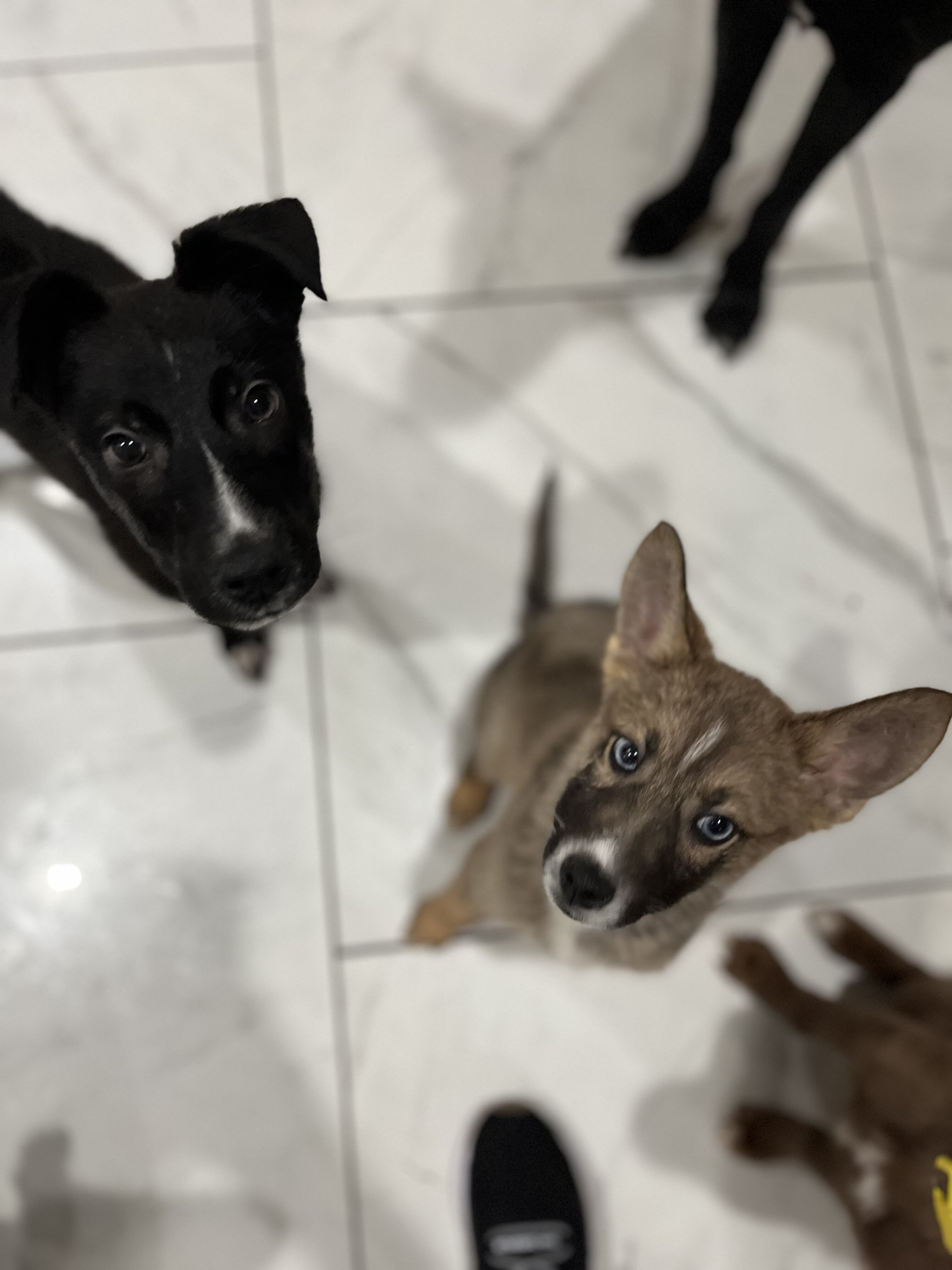 Shepsky puppies for sale image 3