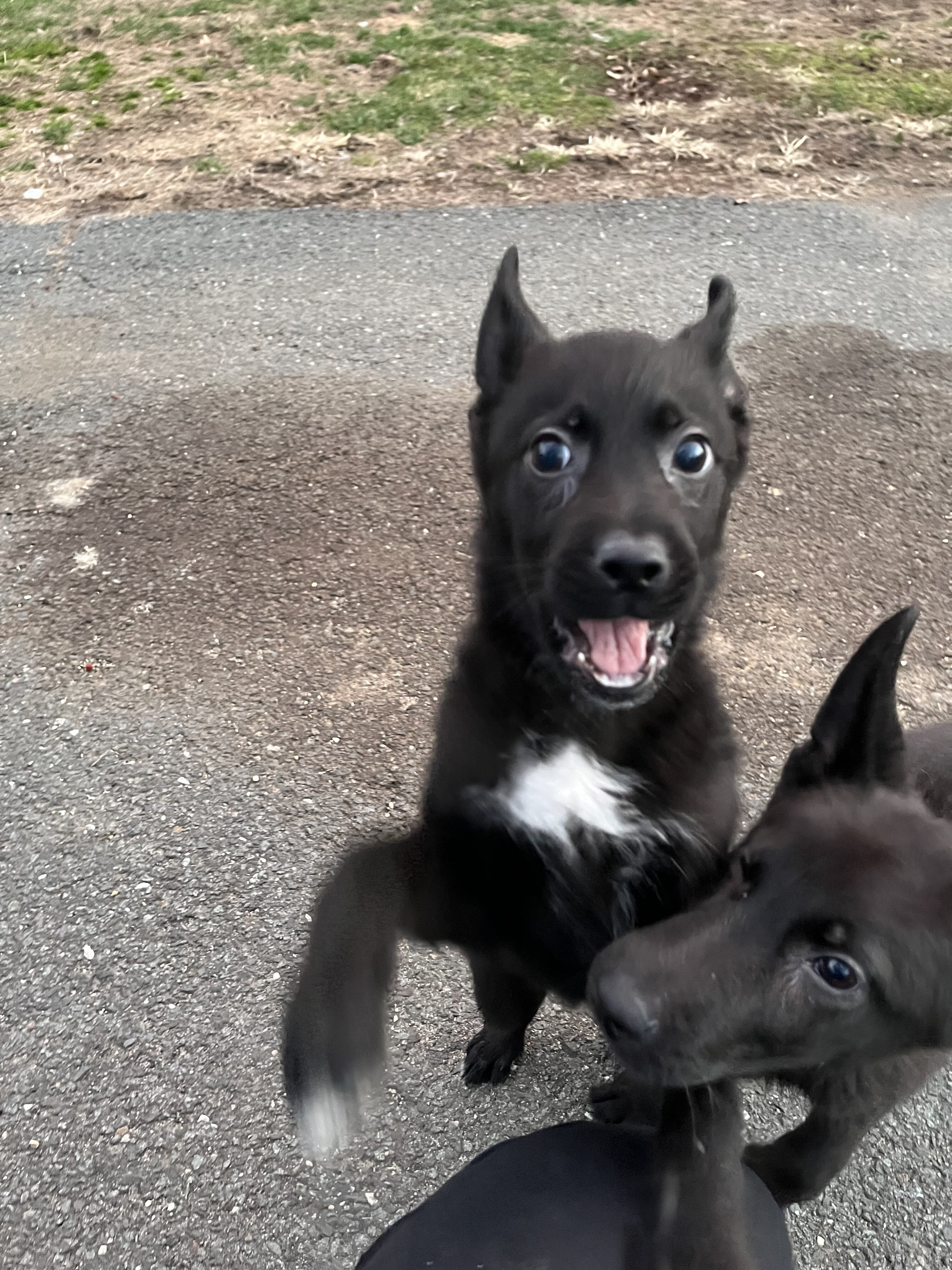 German shepherd/husky Puppies image 5