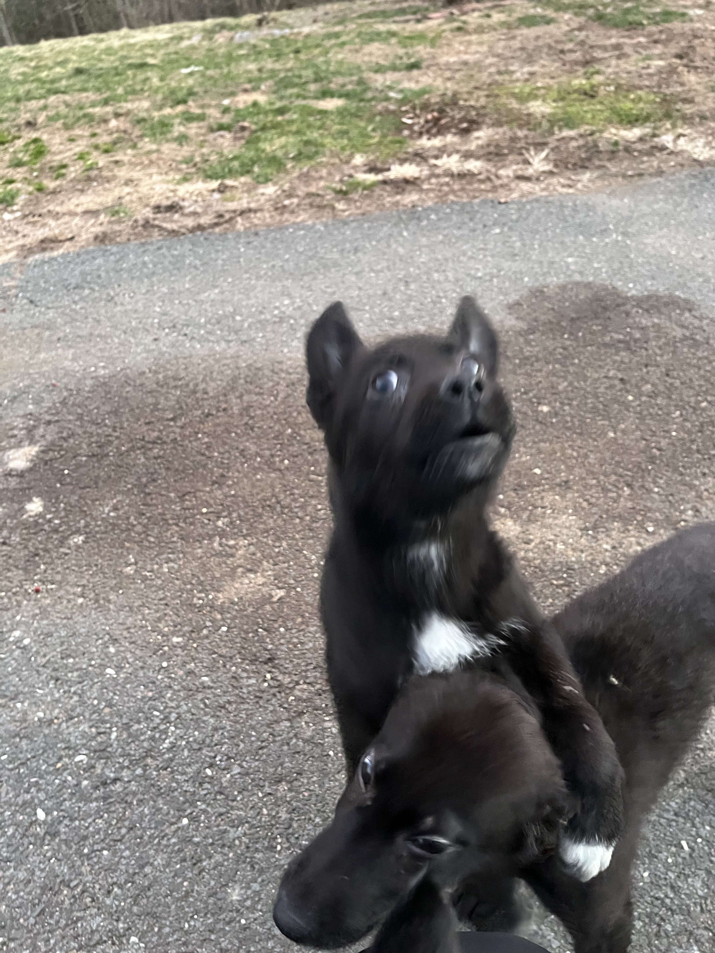 German shepherd/husky Puppies image 6