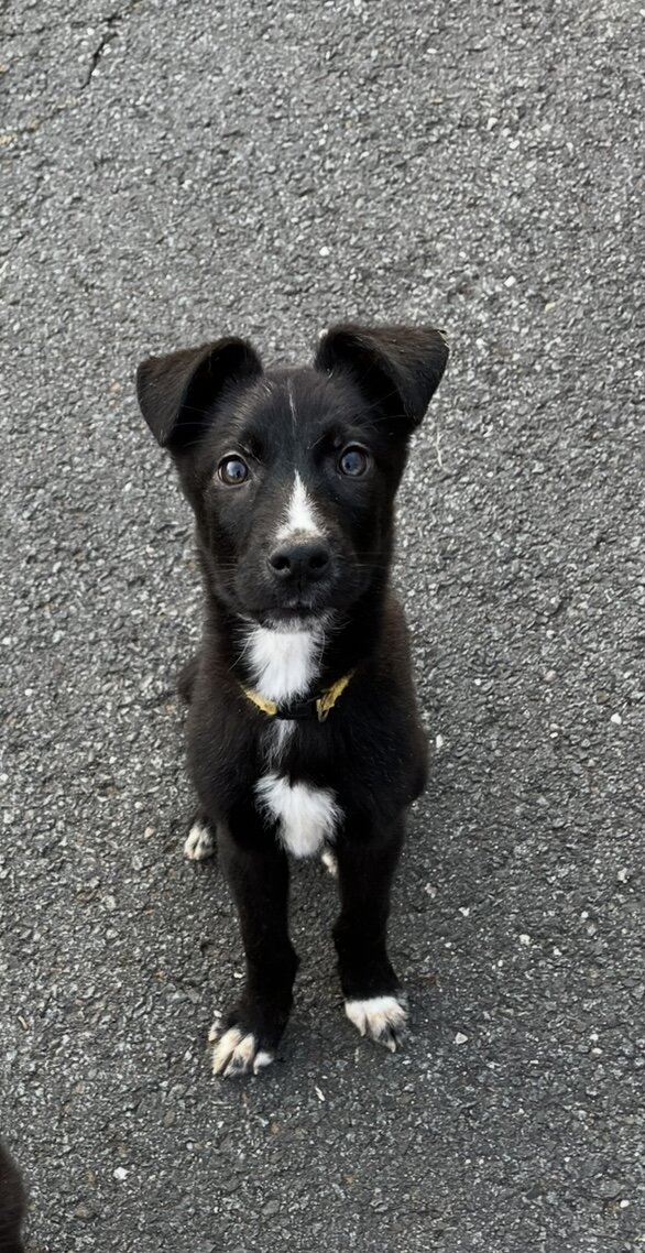 German shepherd/husky Puppies image 3