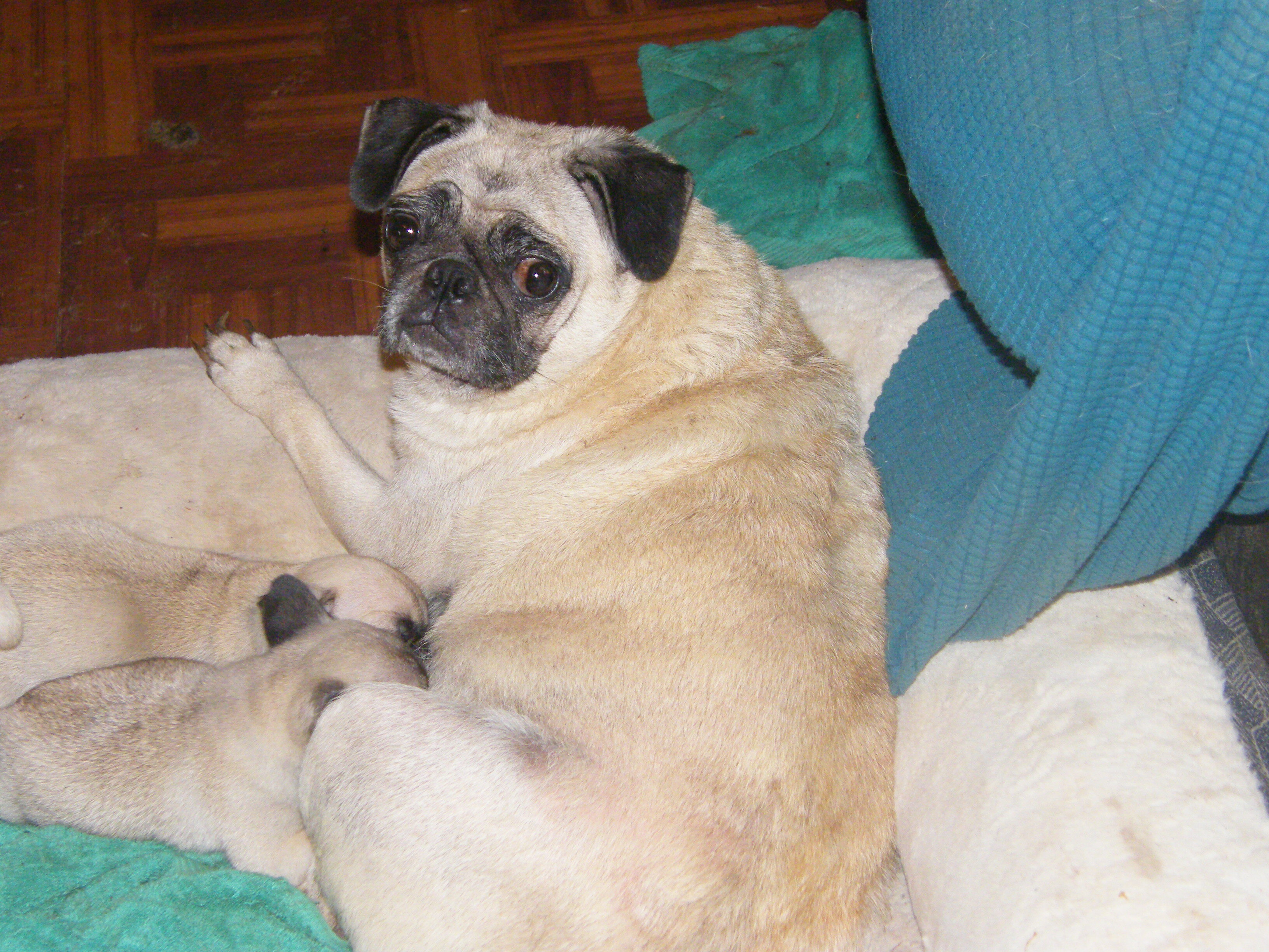 female pug puppy image 4