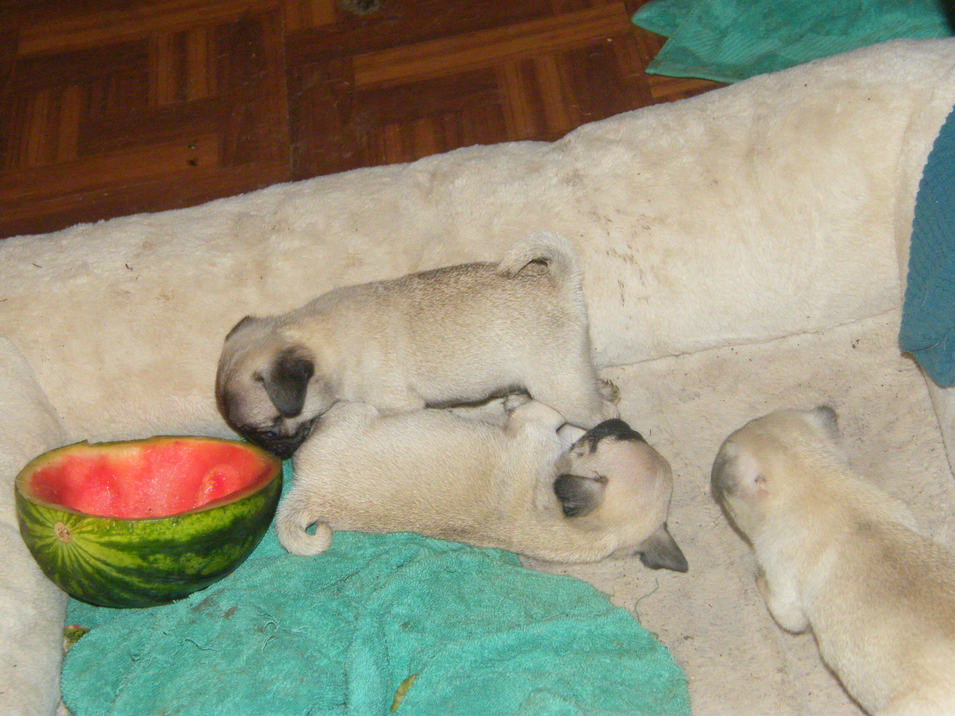 female pug puppy image 3