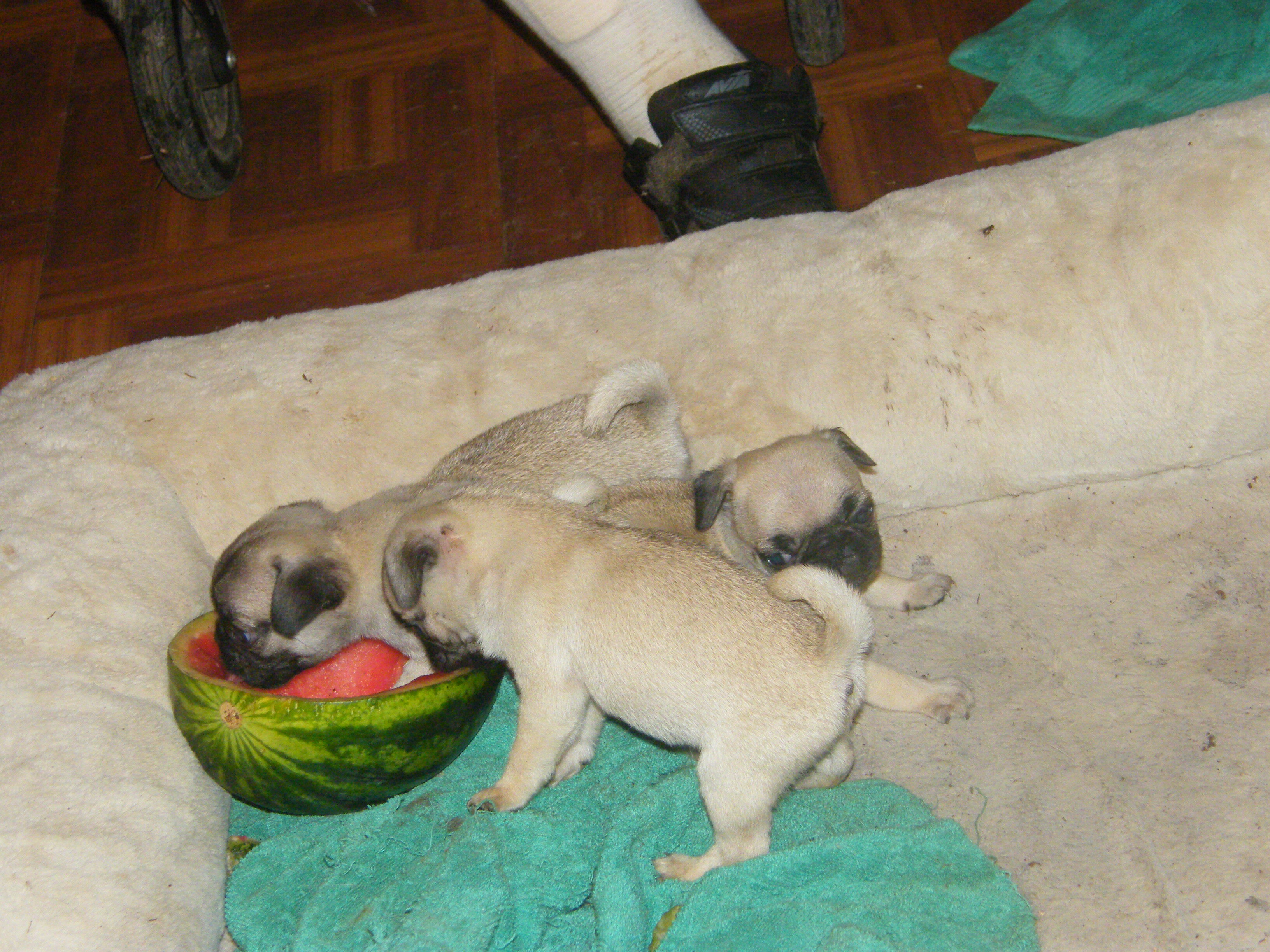 female pug puppy image 2