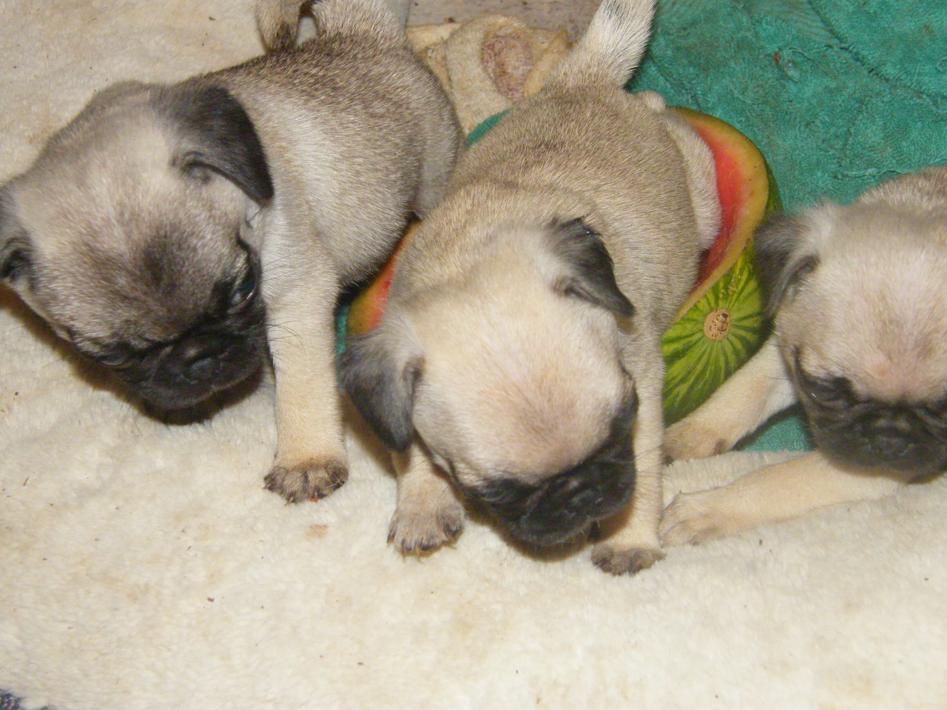 female pug puppy image 1