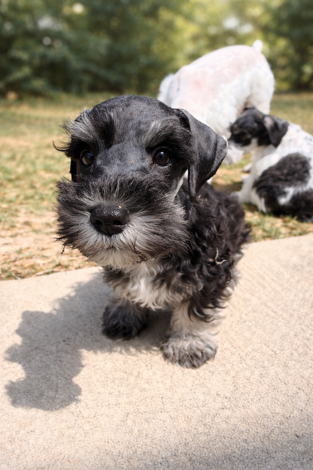 Miniature schnauzers image 3