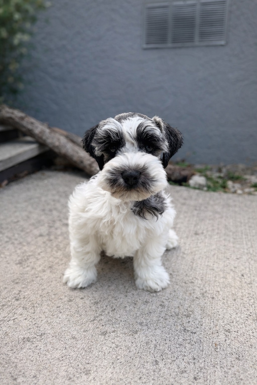 Miniature schnauzers image 2