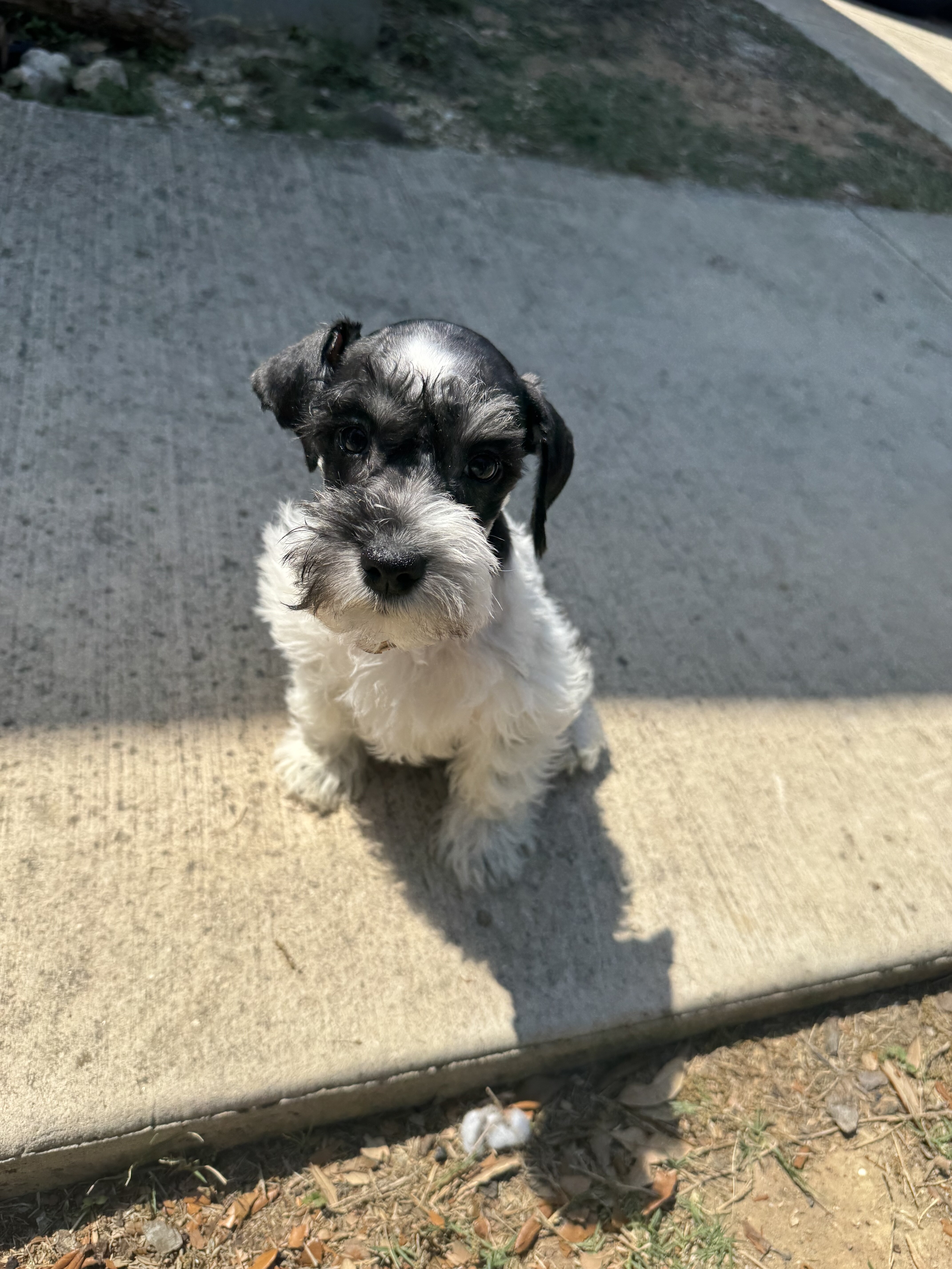 Miniature schnauzers image 5