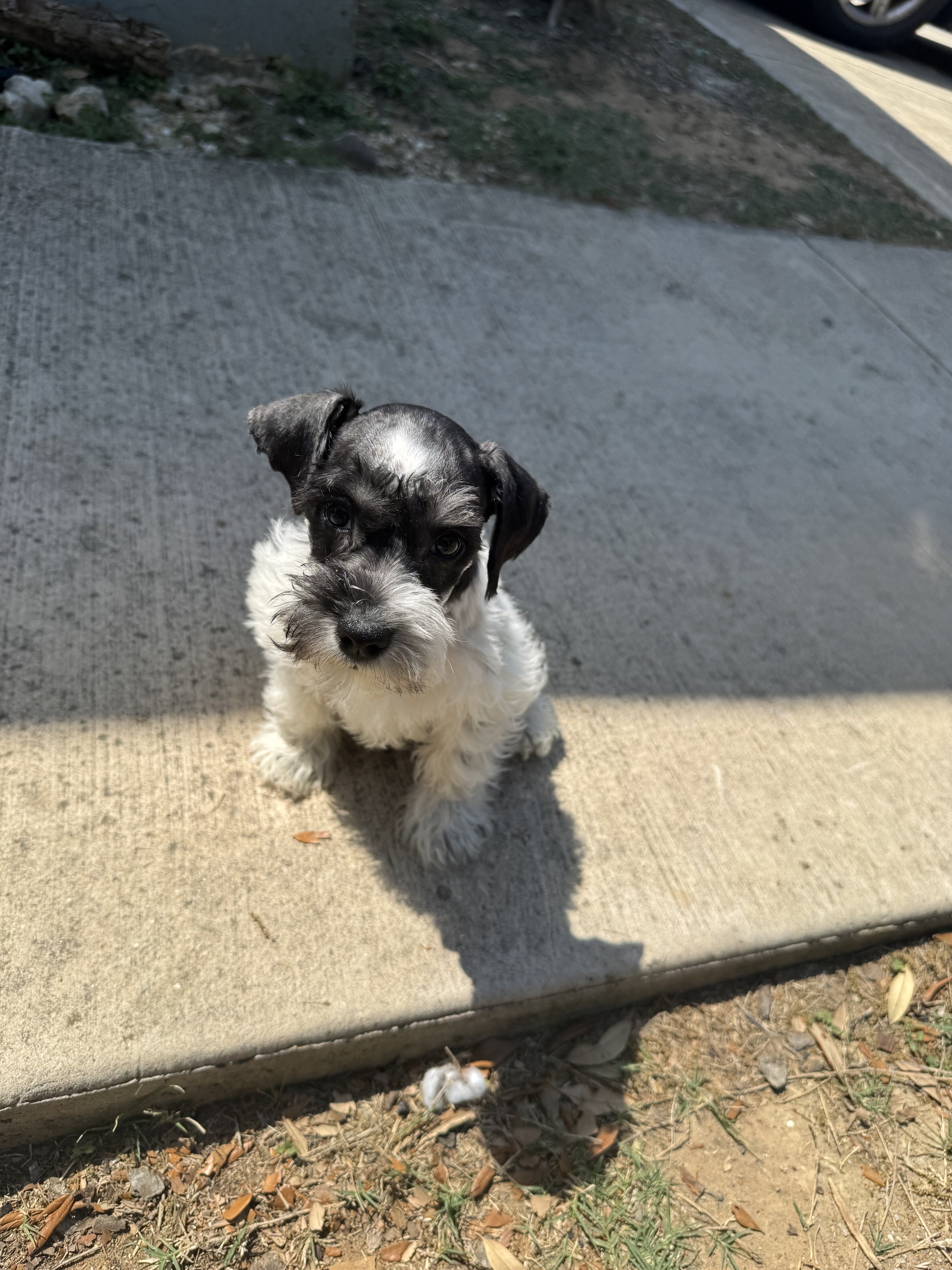 Miniature schnauzers image 4