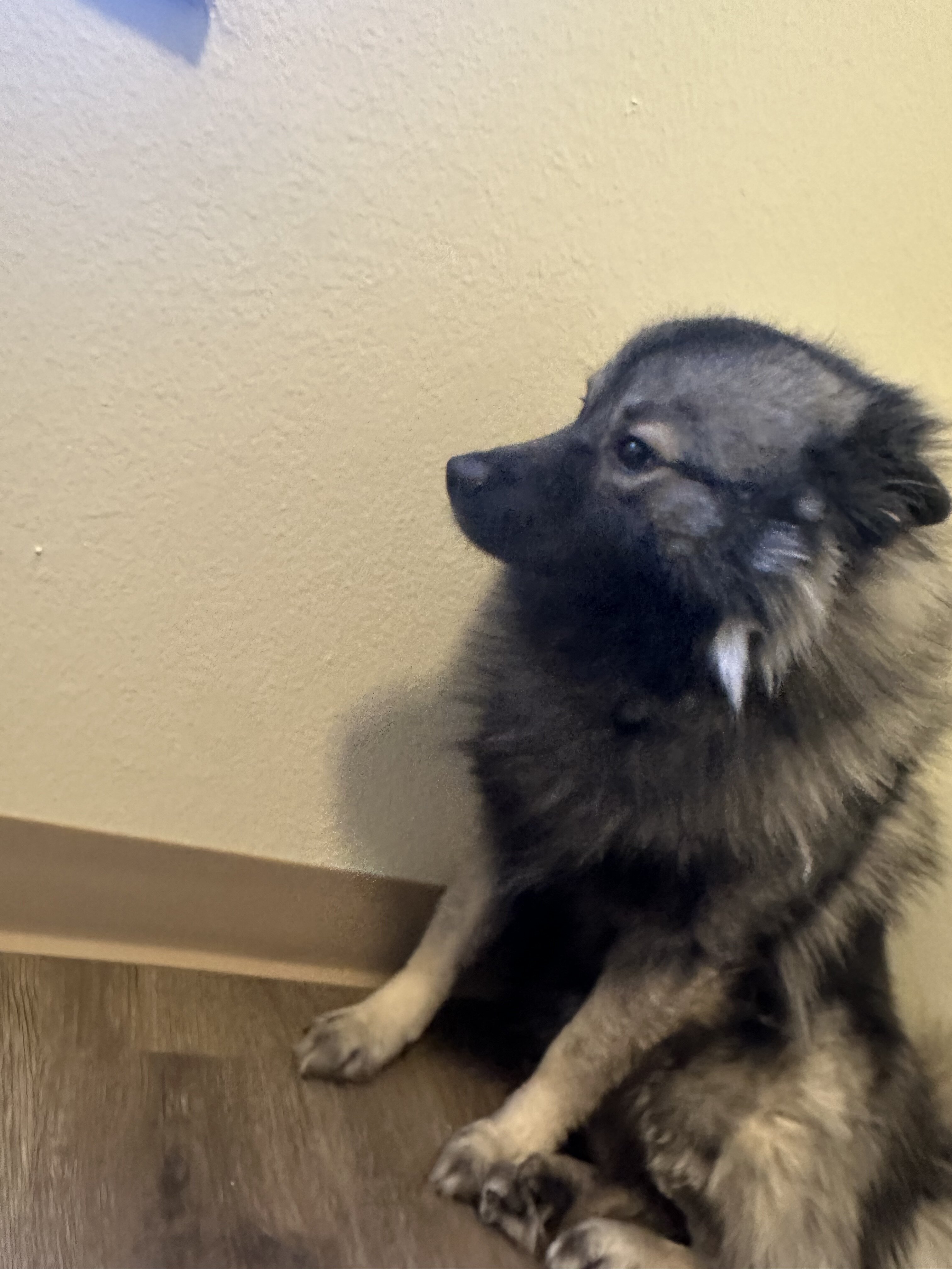Keeshond image 3