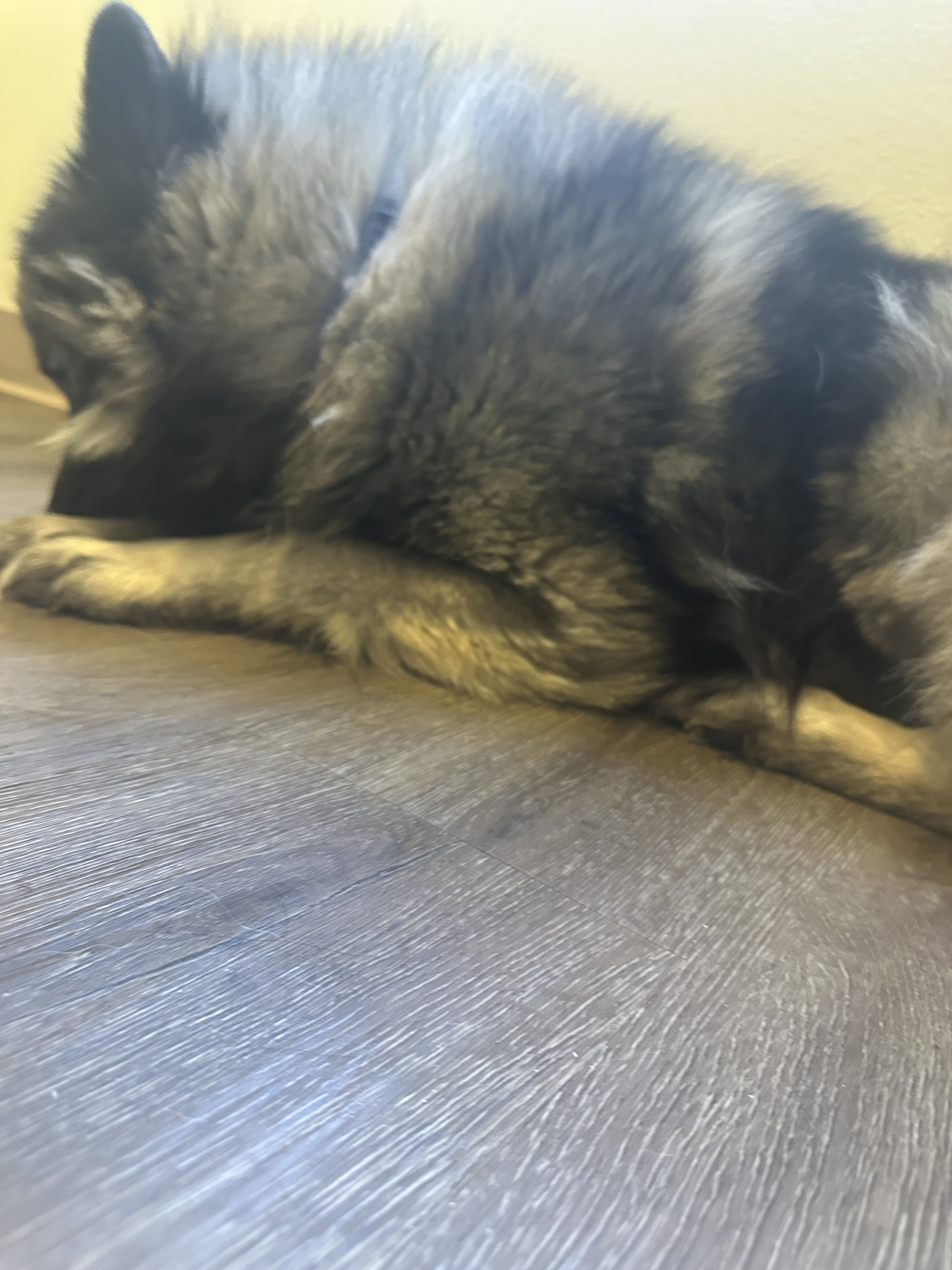 Keeshond image 2