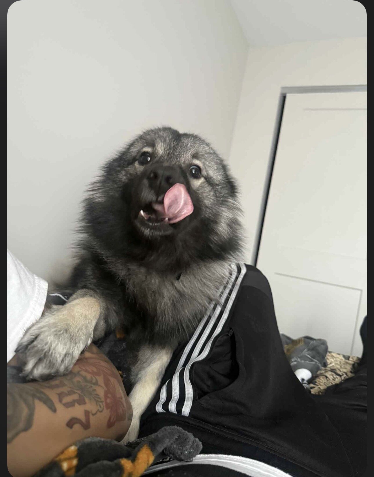 Keeshond image 1