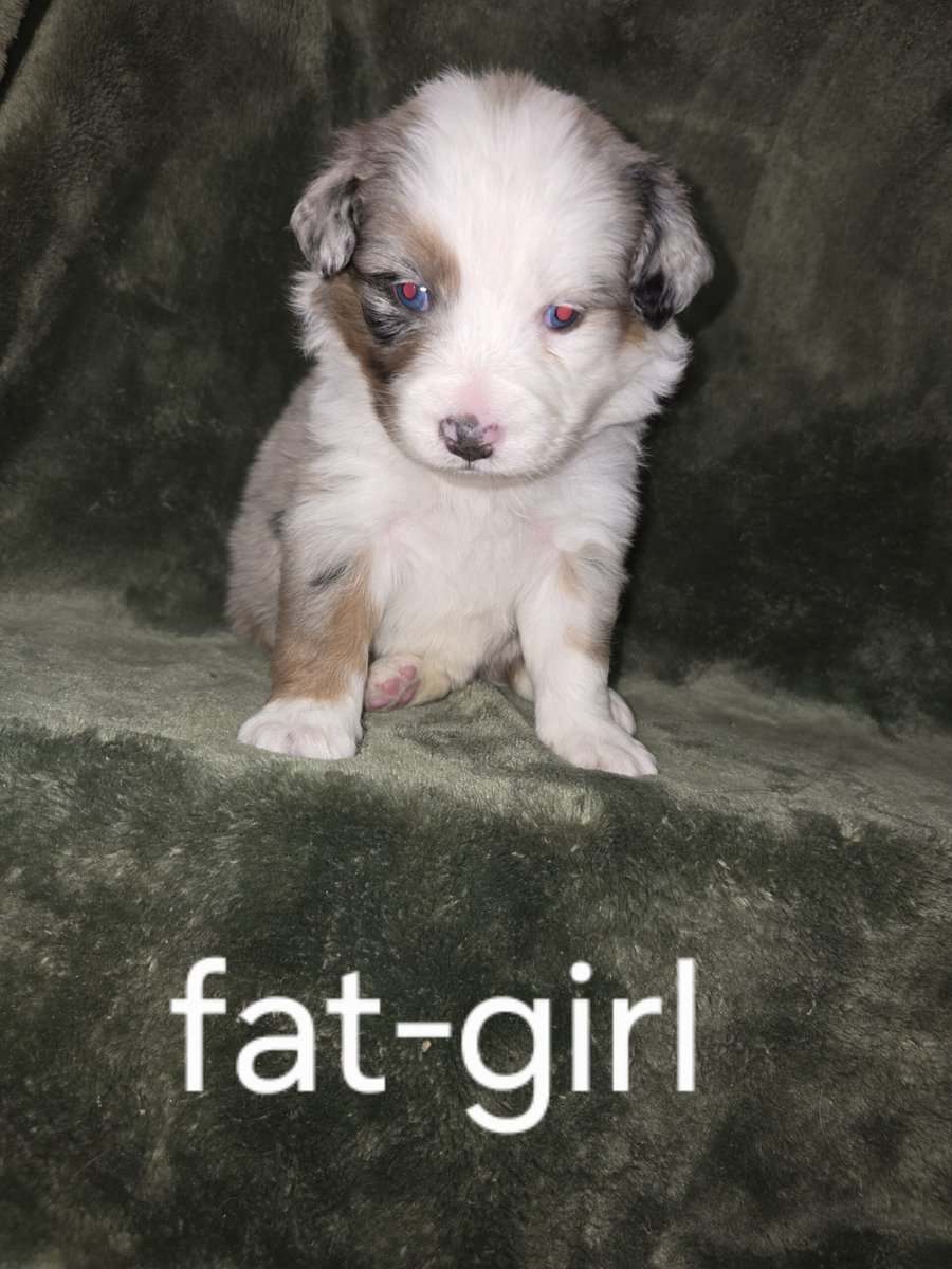 Australian shepherd puppies image 2