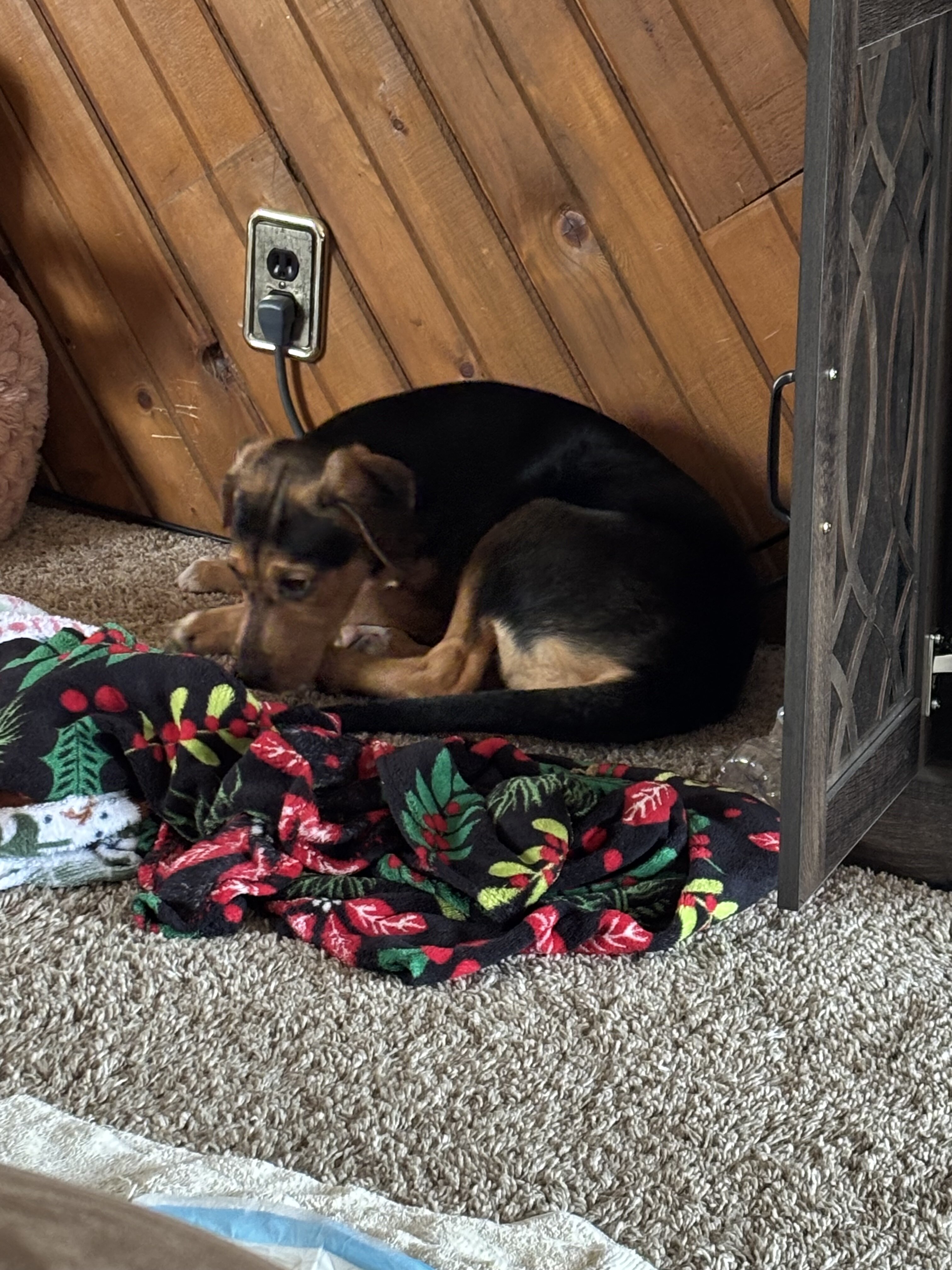 5 Month Old Puppy image 1