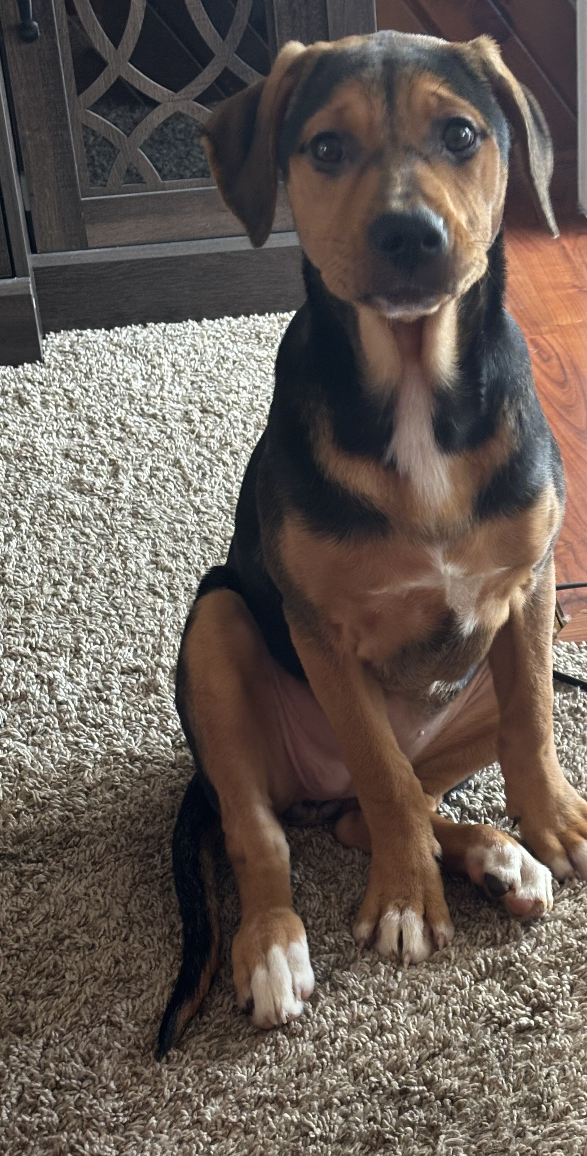 5 Month Old Puppy image 2