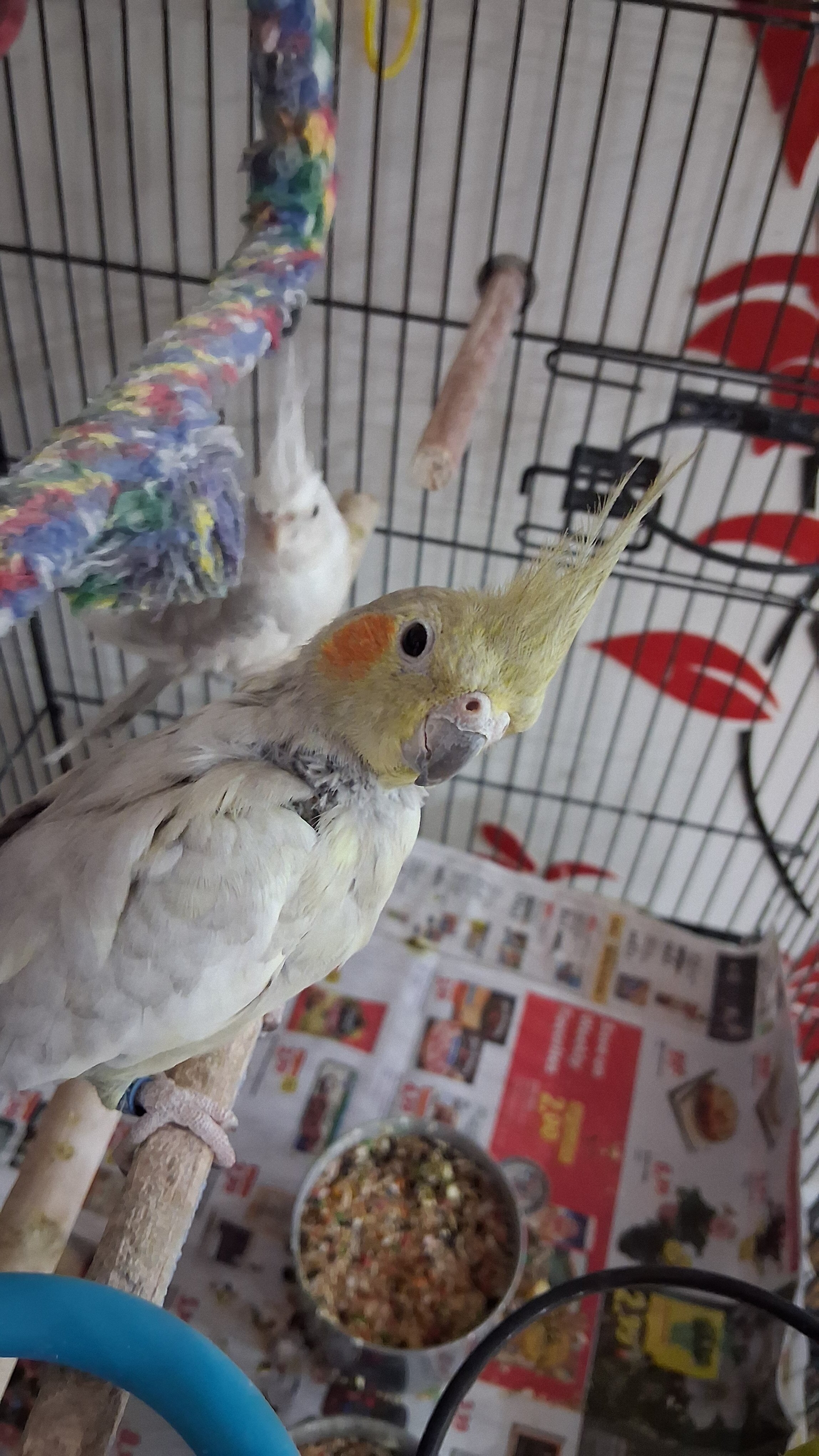 Female Cockatiel image 2