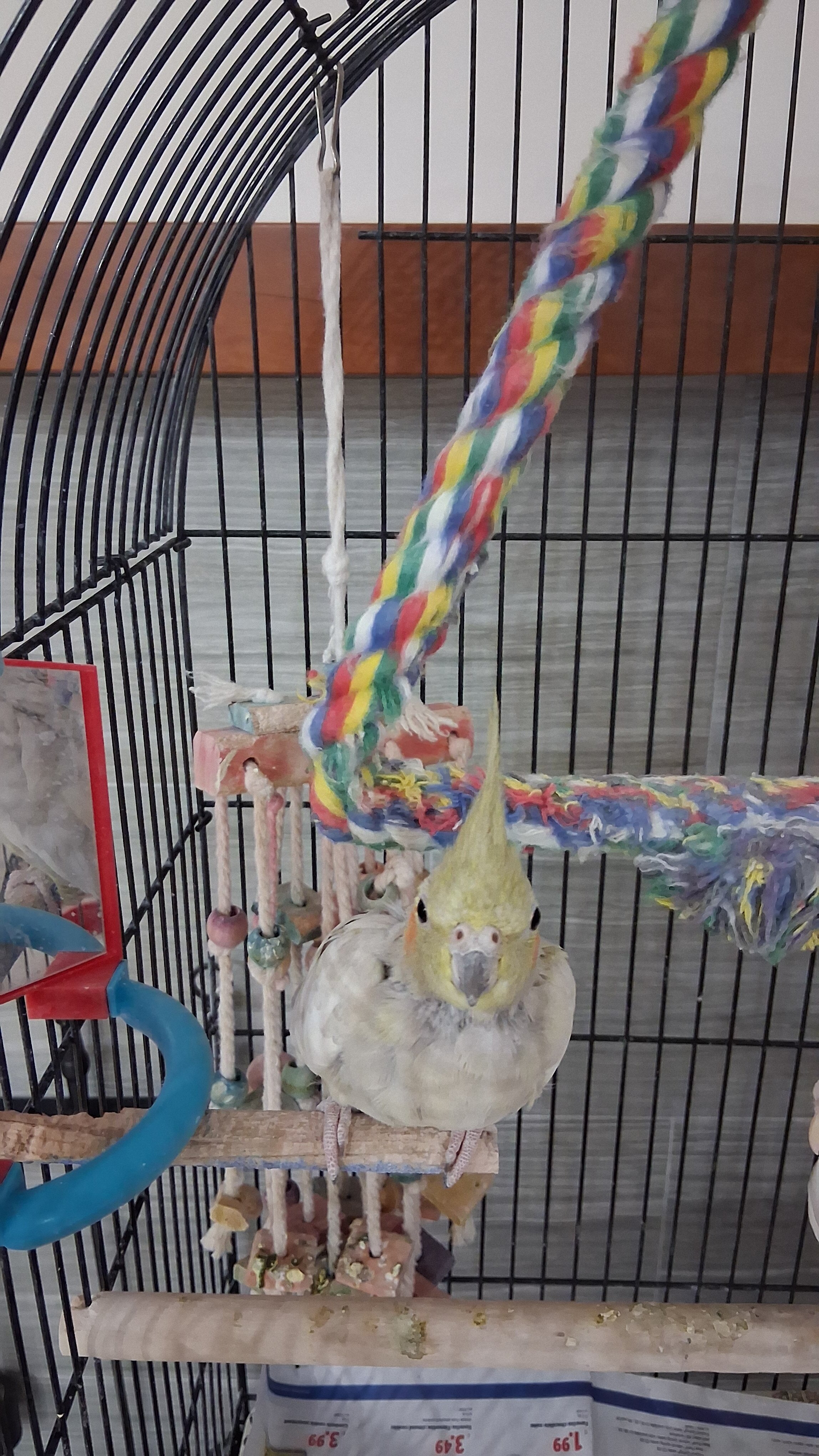 Female Cockatiel image 1