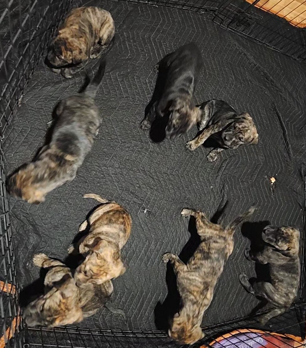 Mastiff mix (x-large) image 5